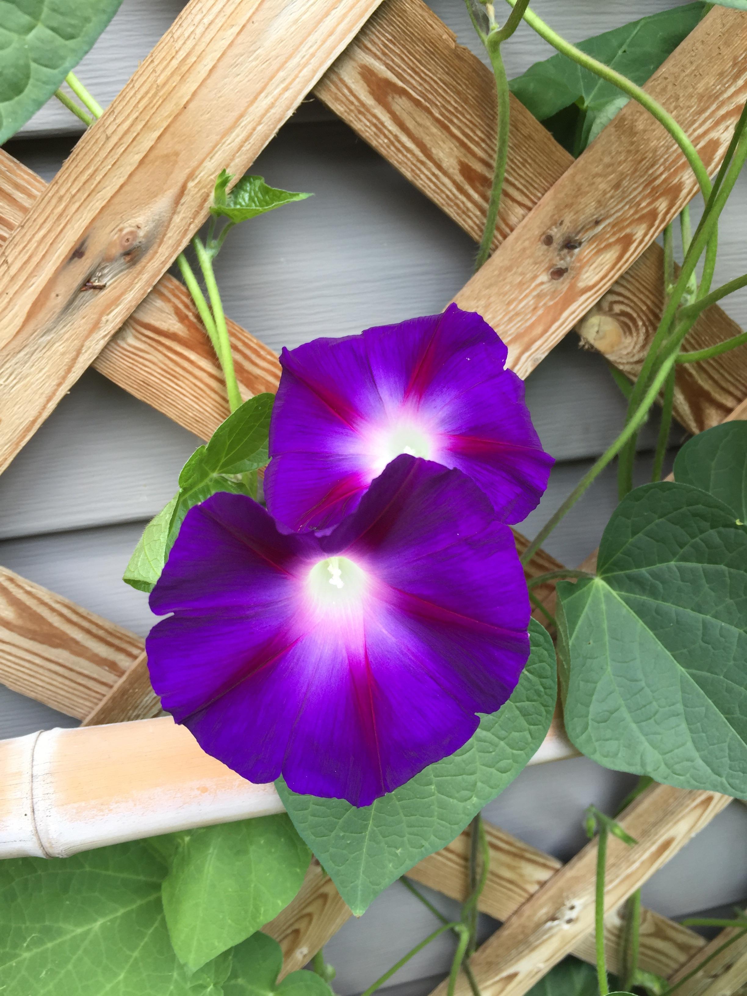 Our morning glories look enhanced r/gardening