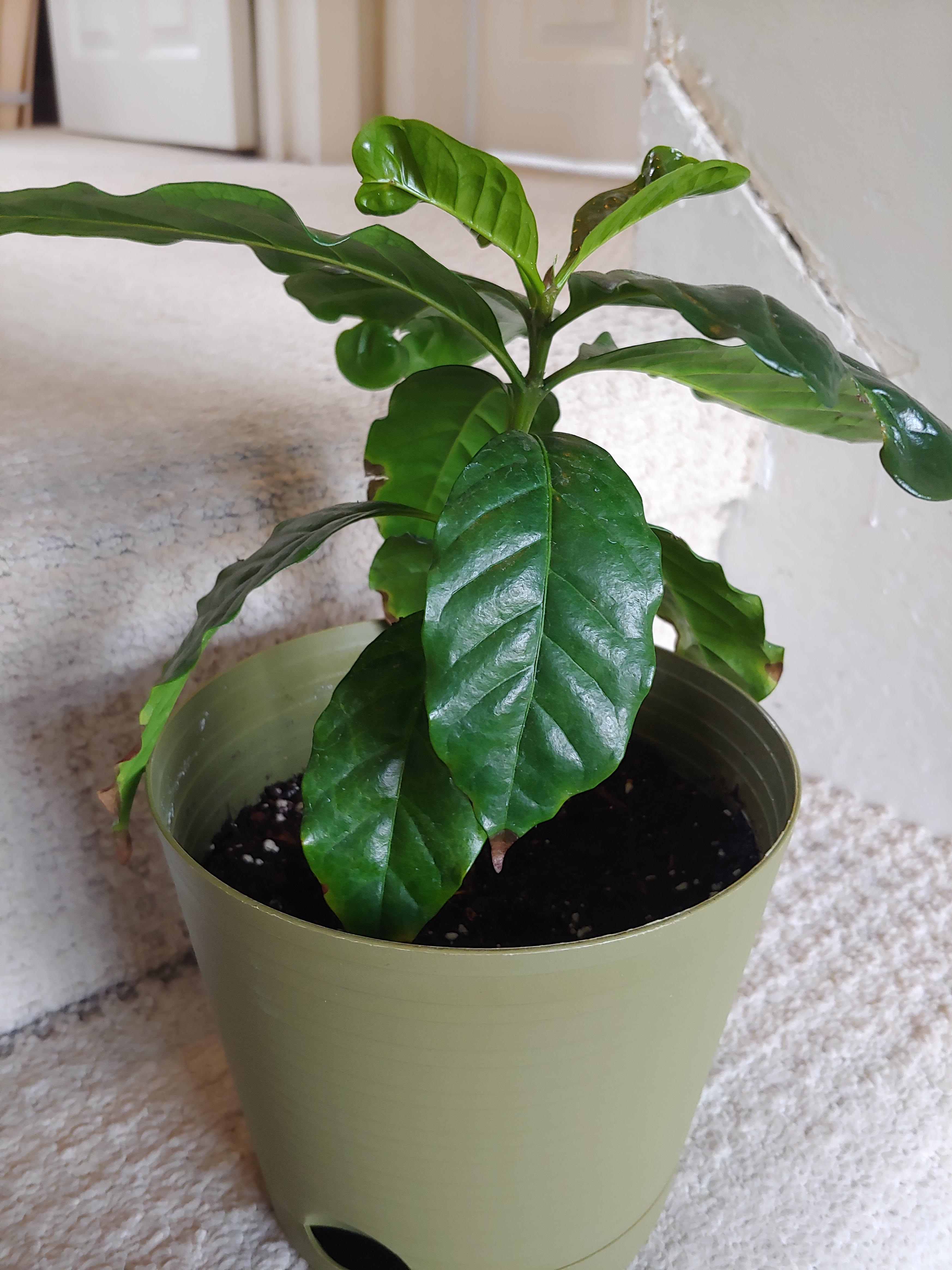 For about a week now, the lower leaves of my coffee plant have been