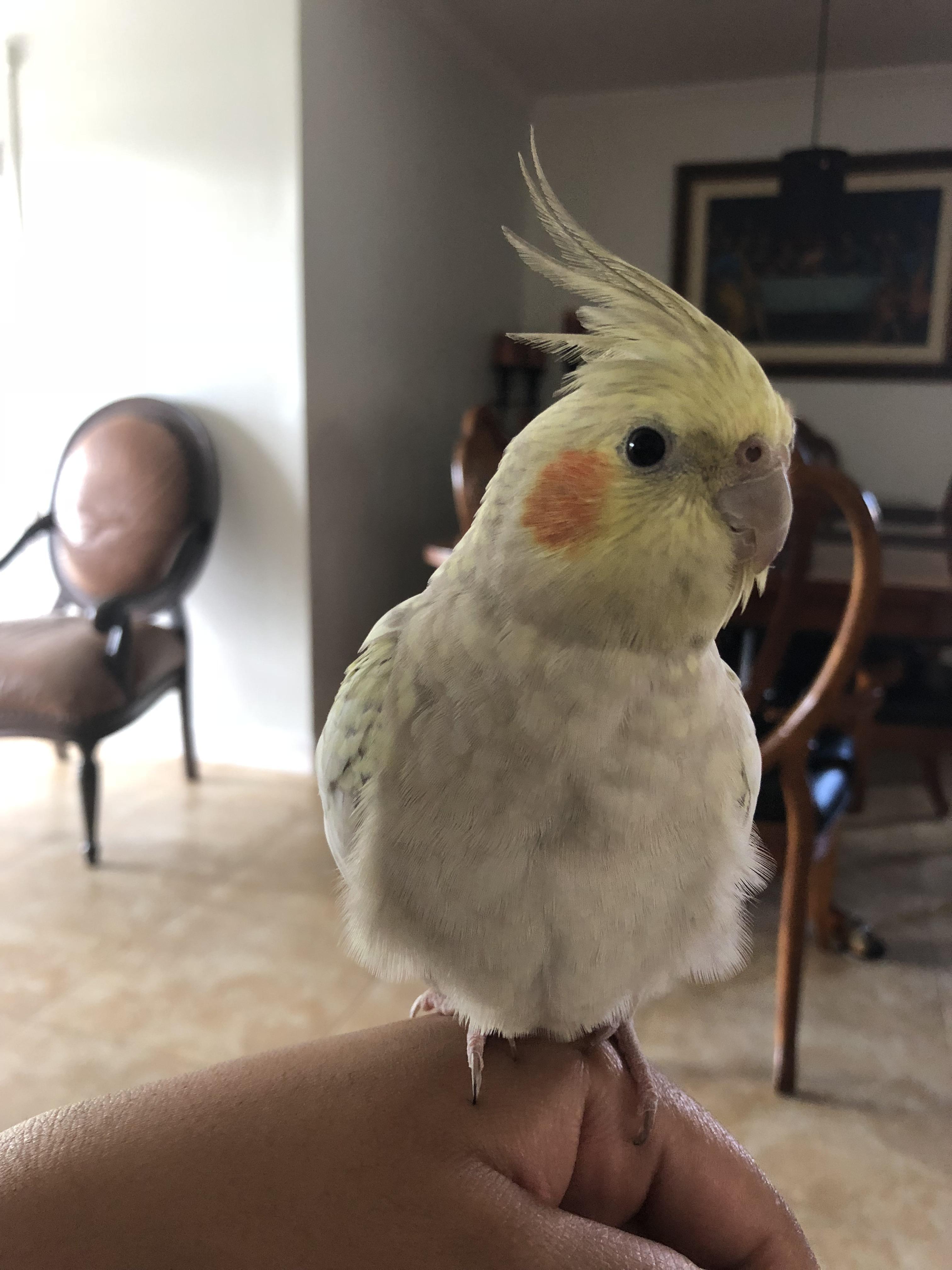 My almost 9 month old cockatiel! I can’t tell if she is female or male