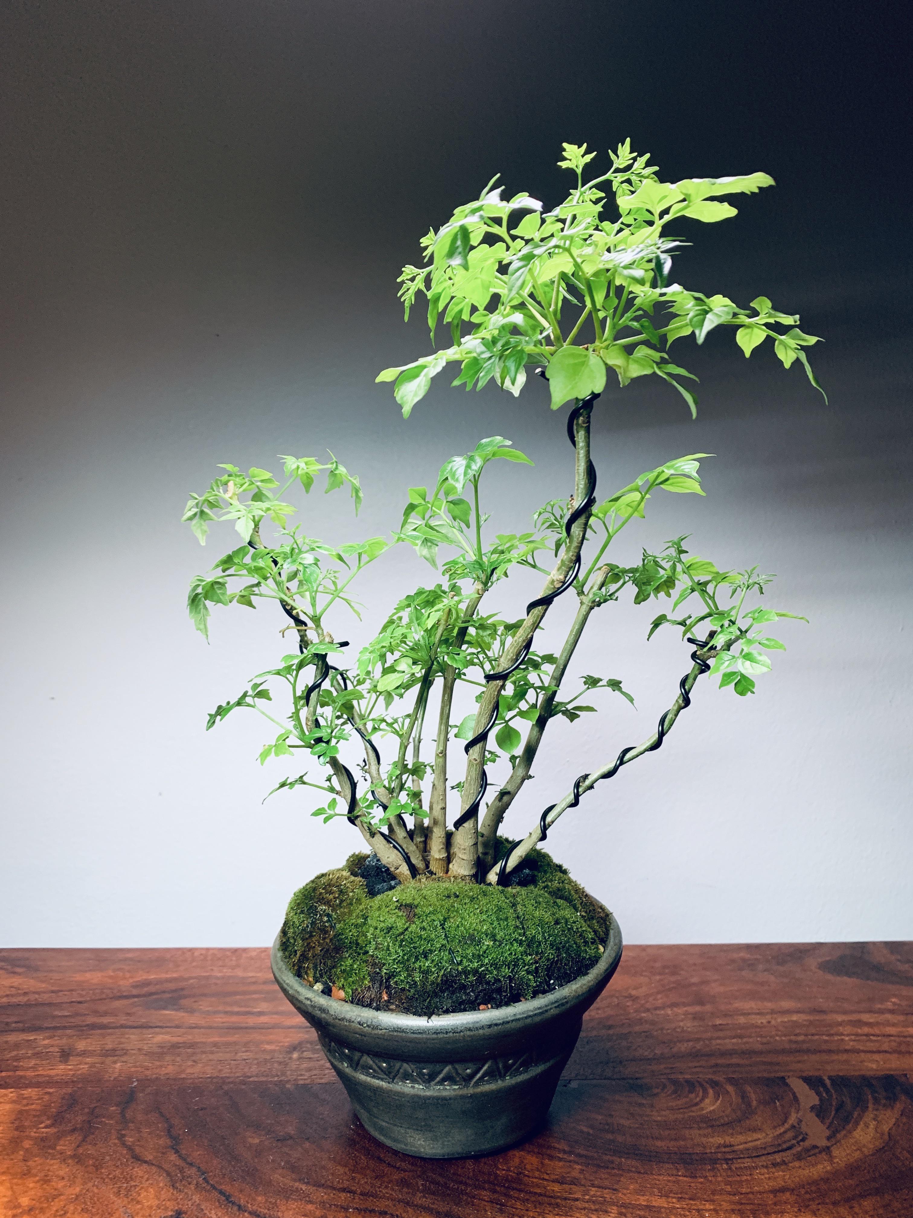 Small forest (Ming Aralia) r/Bonsai