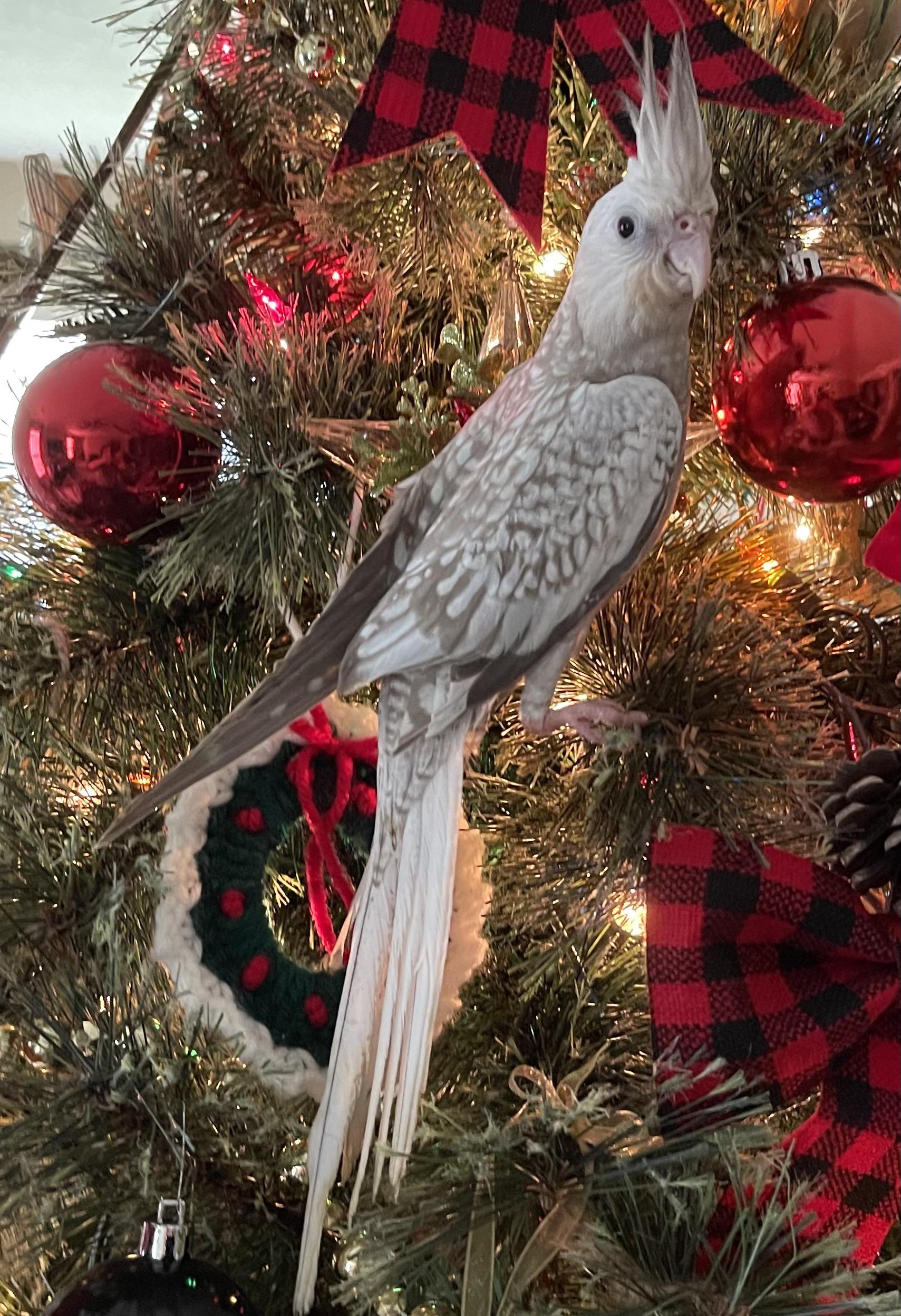 Torn between two names Eve (got her 2 days before Christmas) or Maple