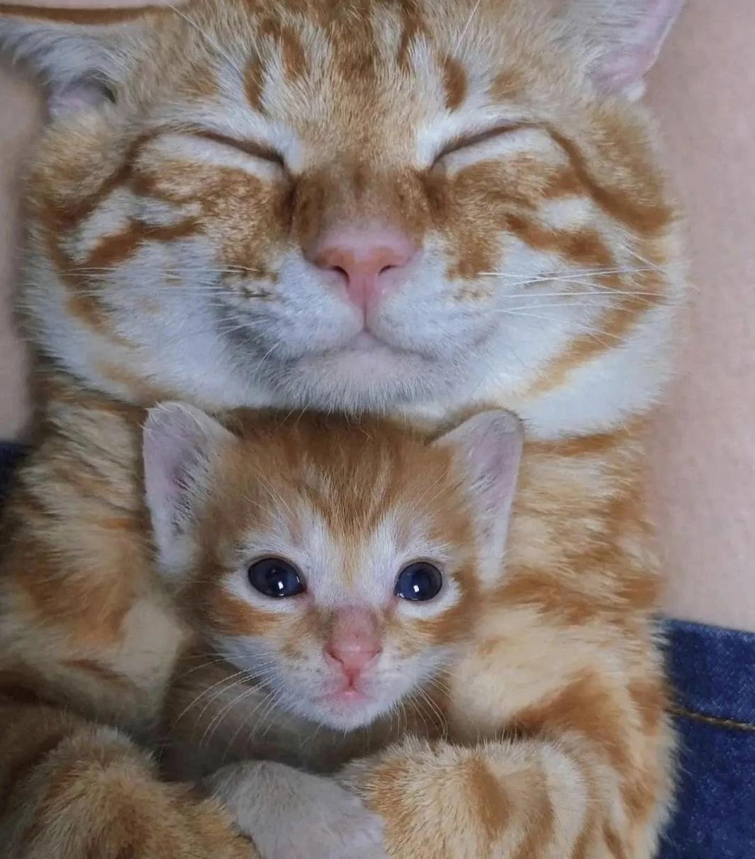 2 cats 1 brain cell r/OneOrangeBraincell