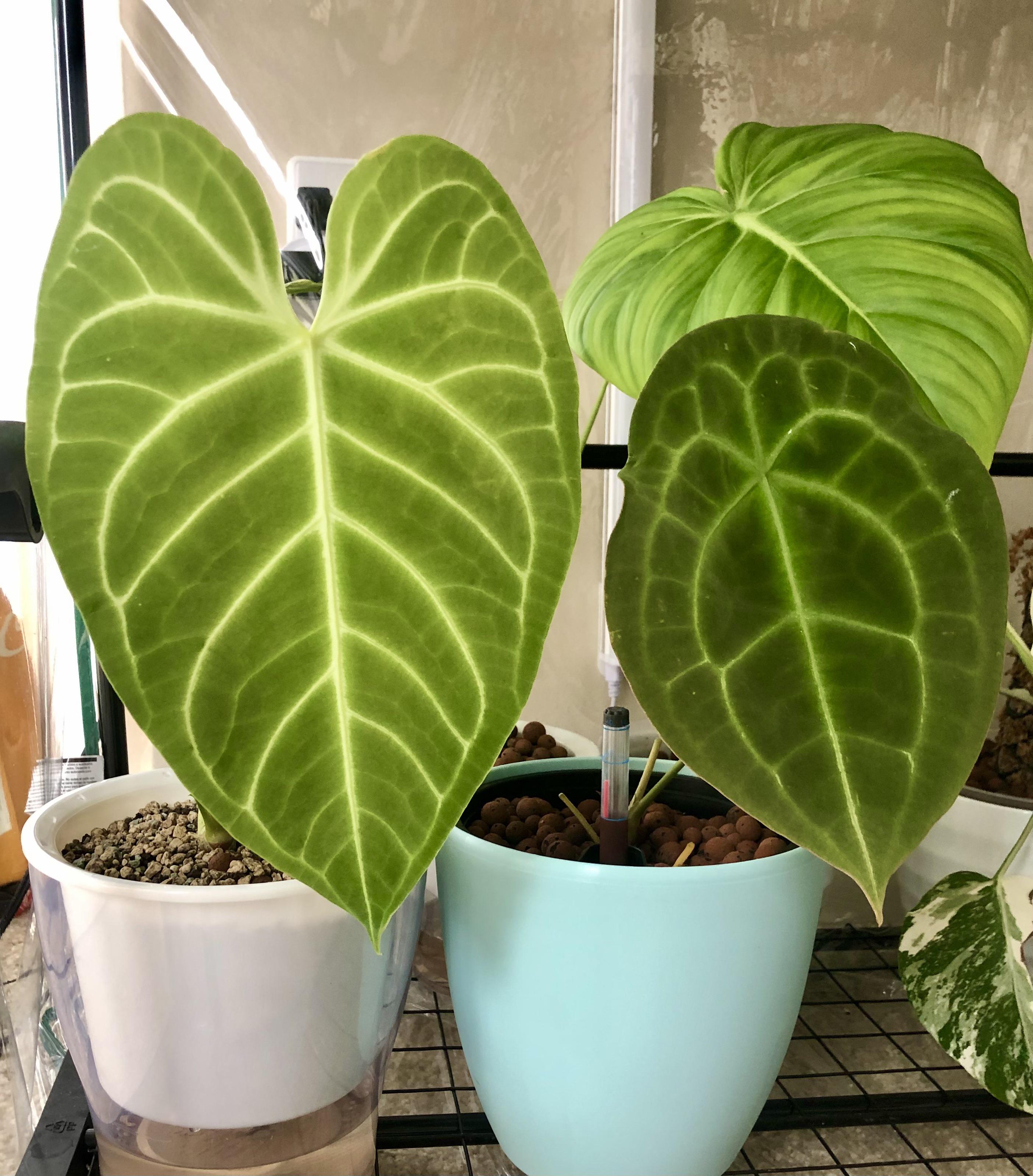 Newest Anthurium Regale and leaves in semihydro 😍 r/SemiHydro