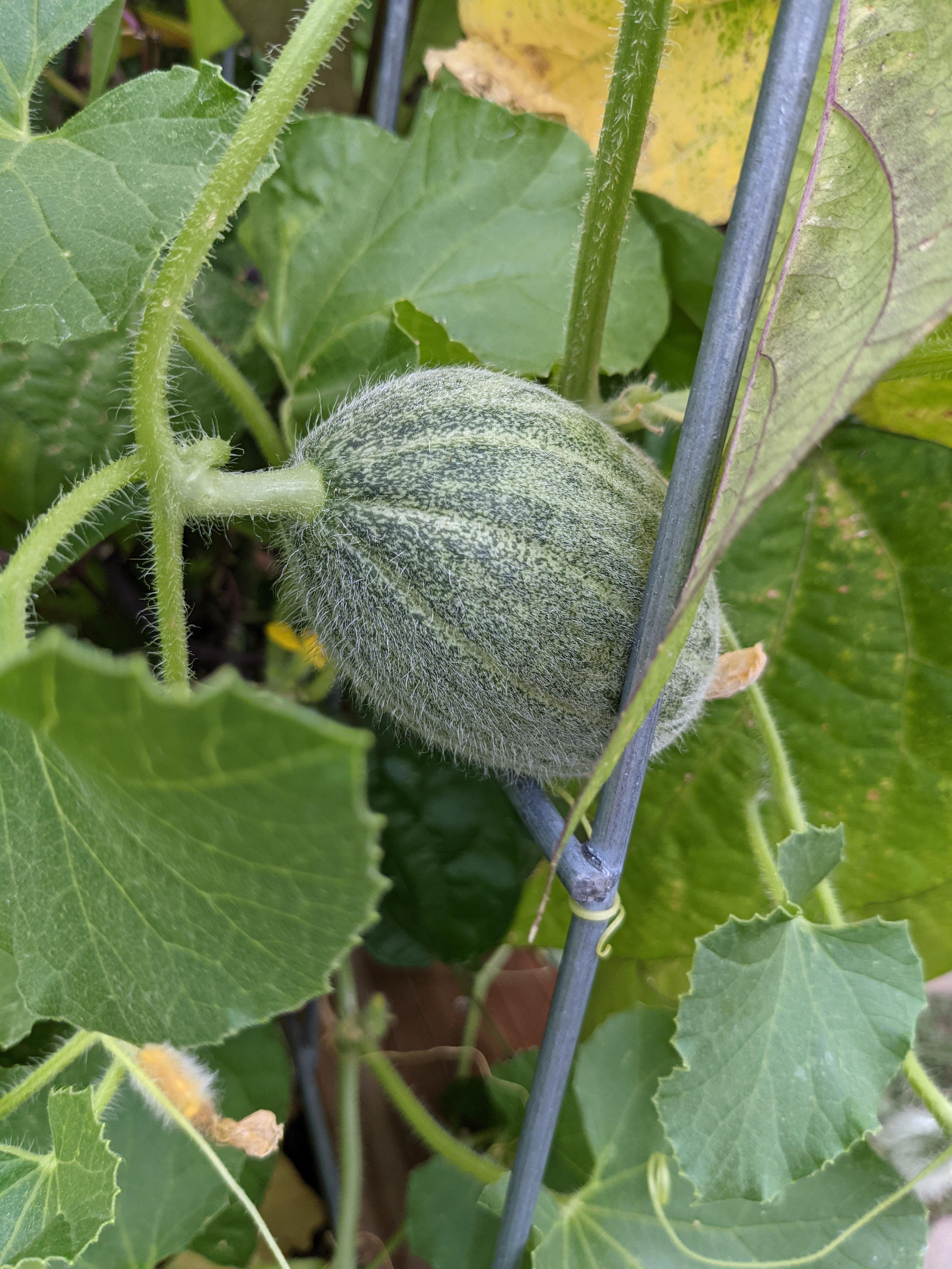 Could this be a waterloupe? I've got watermelon and cantaloupe growing