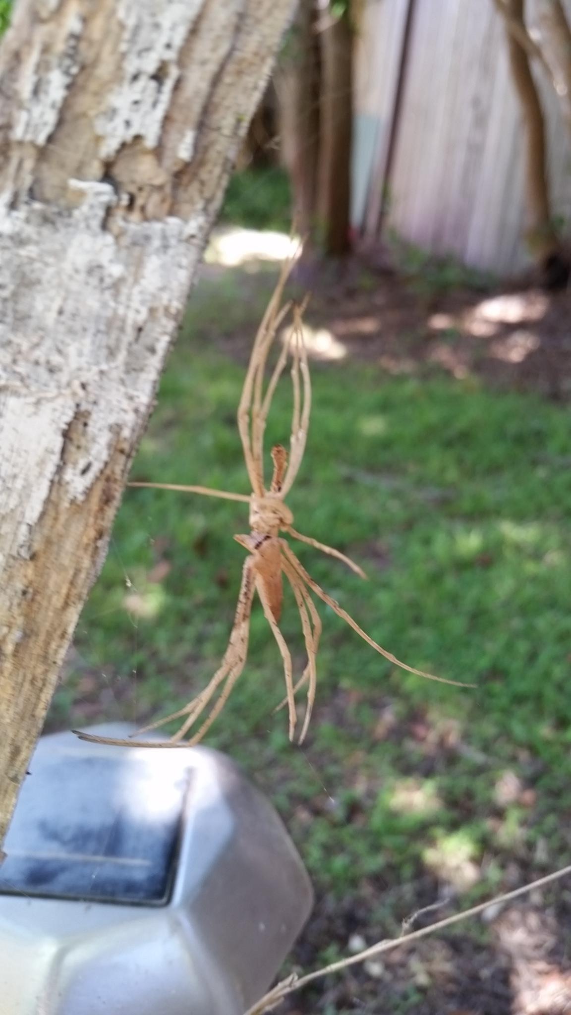 Losing your skin r/spiders