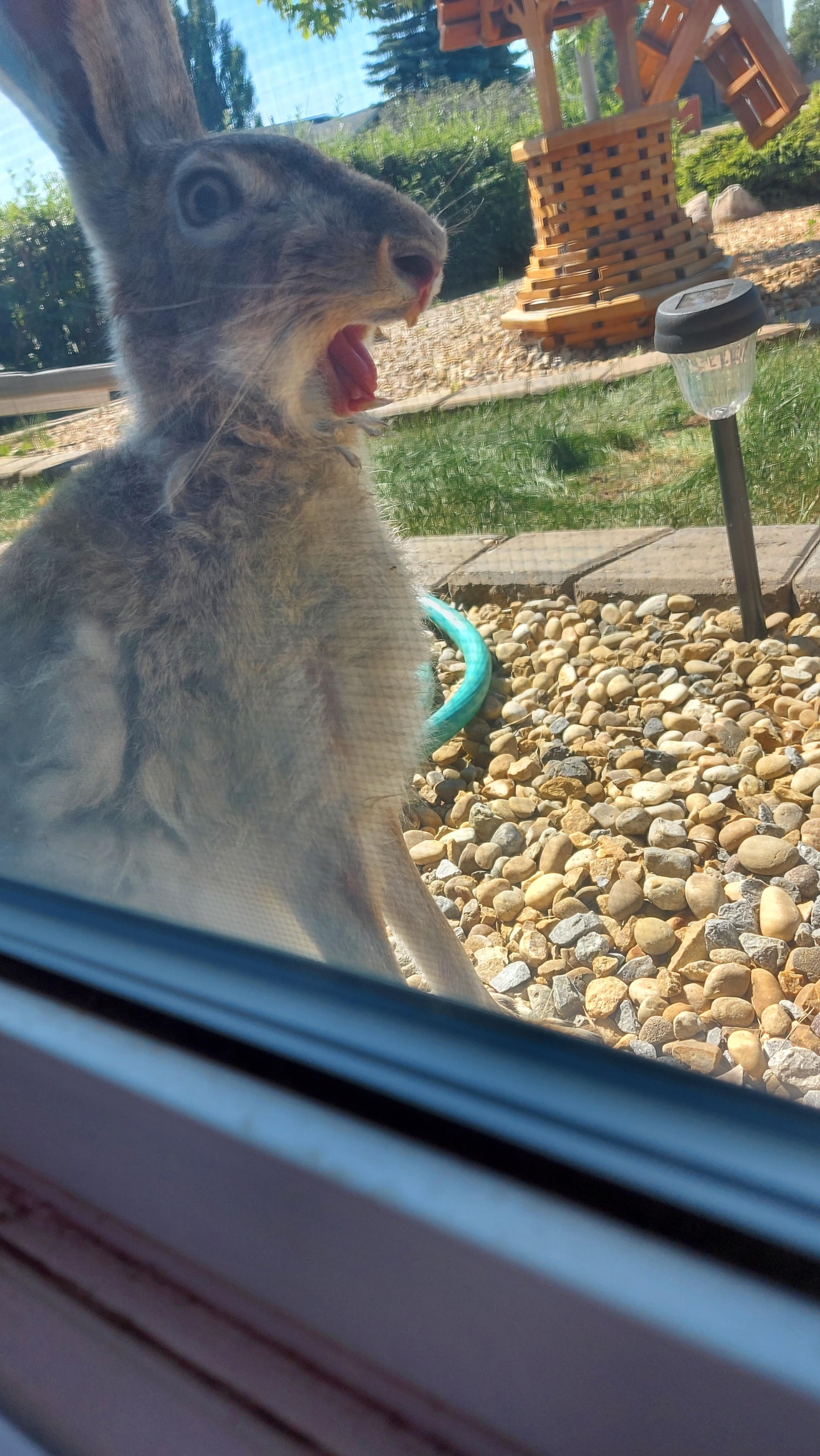 Caught a pic of a rabbit outside my window in the middle of a yawn r