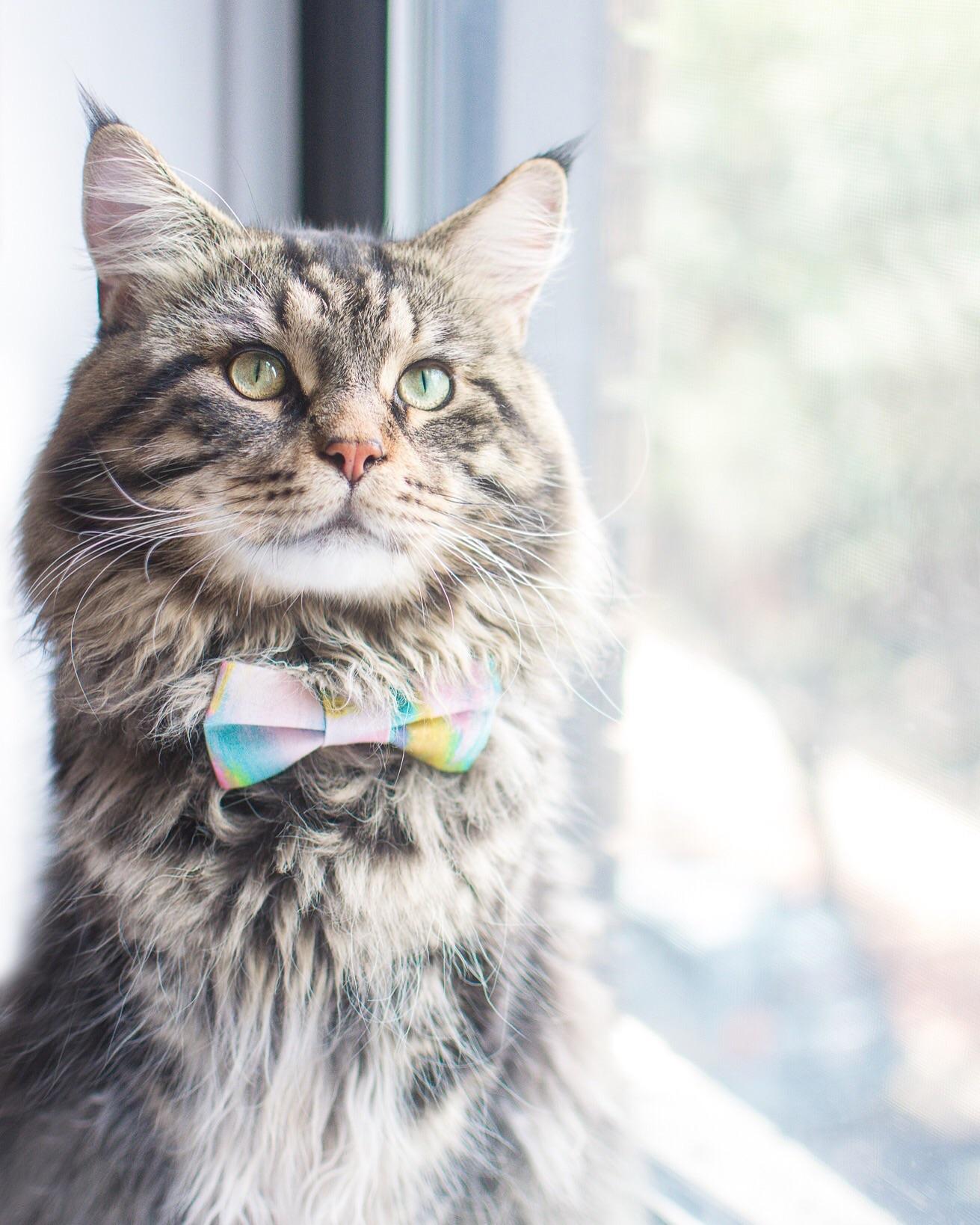 When you KNOW you look good. r/cats