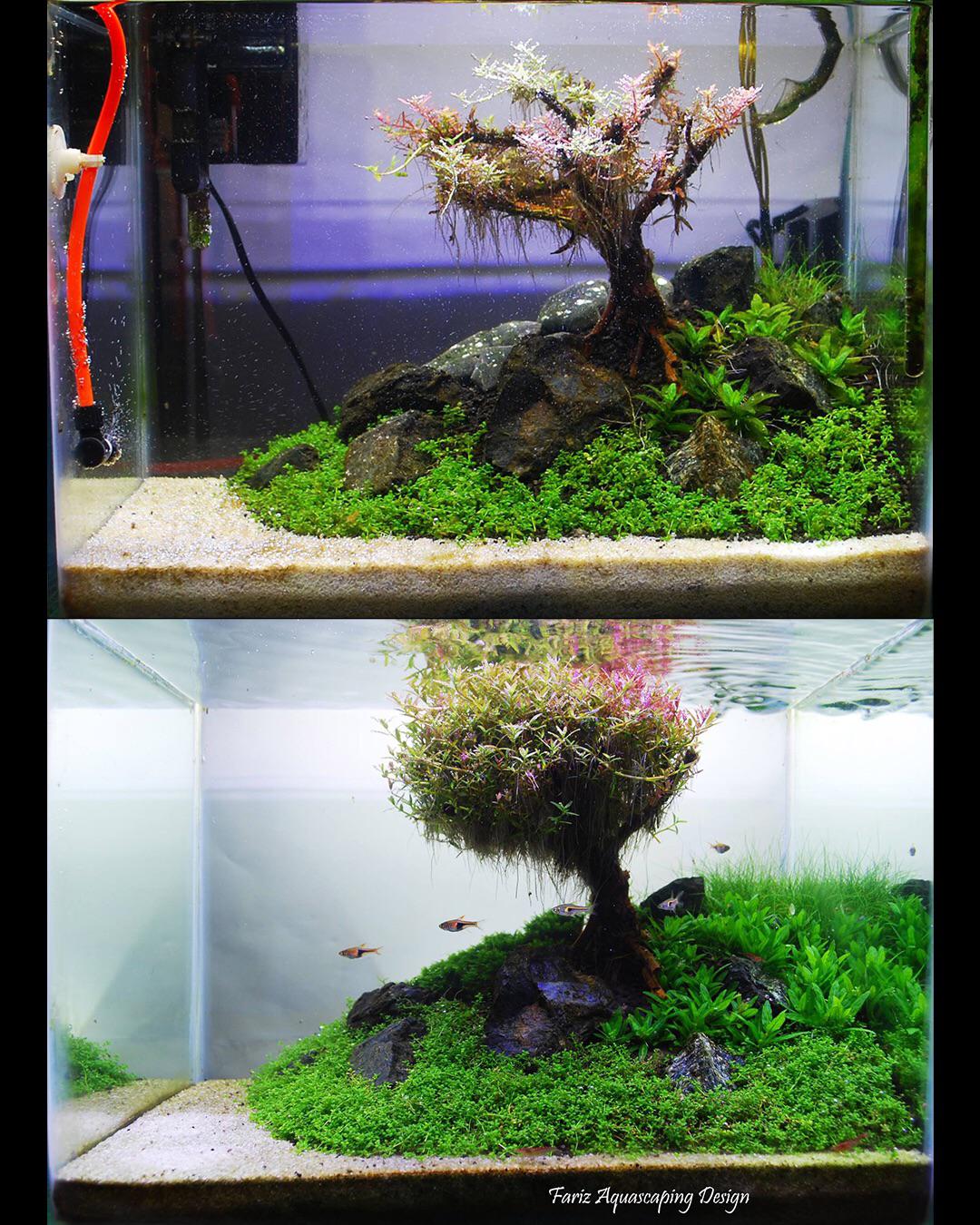 “Our lovely tree”, a 40 cm Aquascape with bonsai miniature, Initial