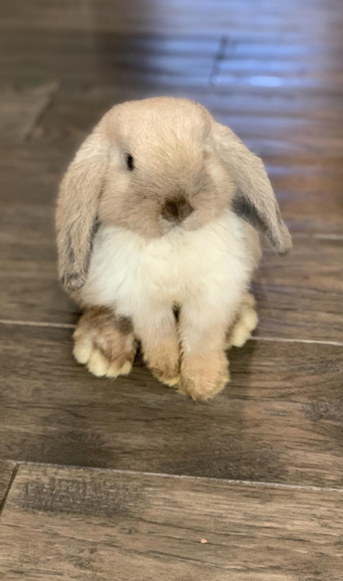 Daisy matches our hardwood floor r/Rabbits