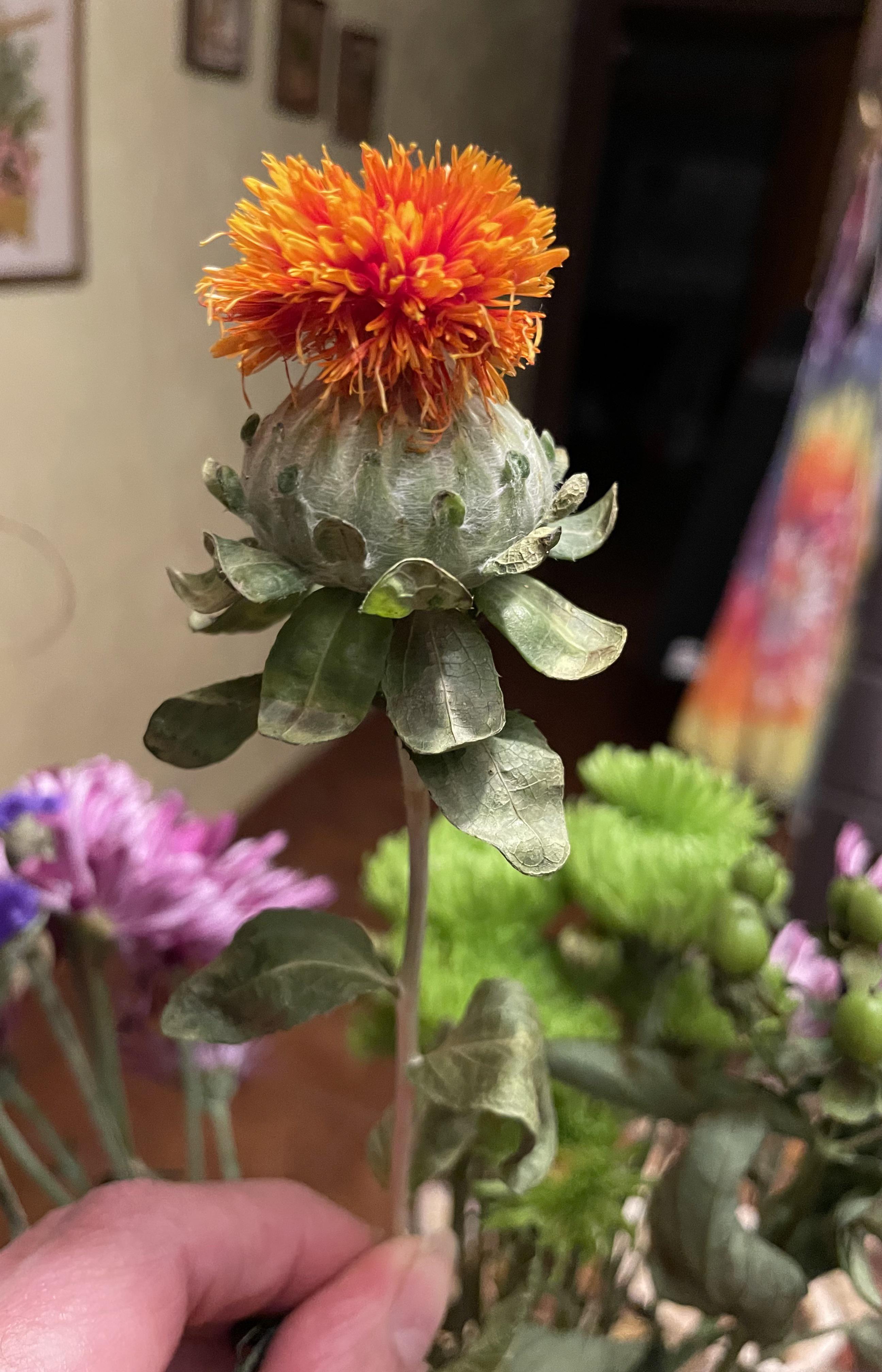 This beautiful cut flower. r/BotanicalPorn