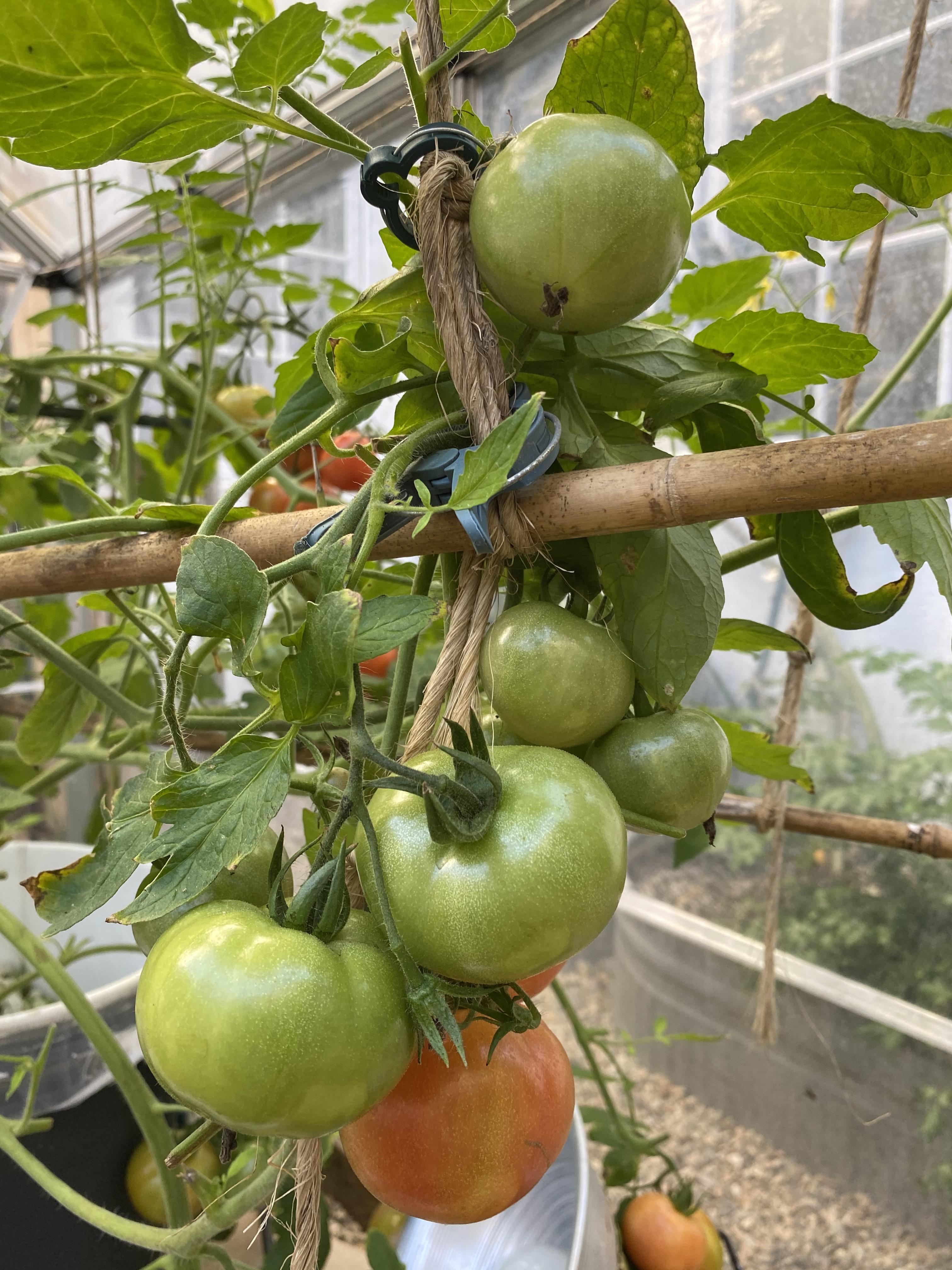 Dutch bucket tomatoes going richter!! Zone 10b in a greenhouse. r/hydro
