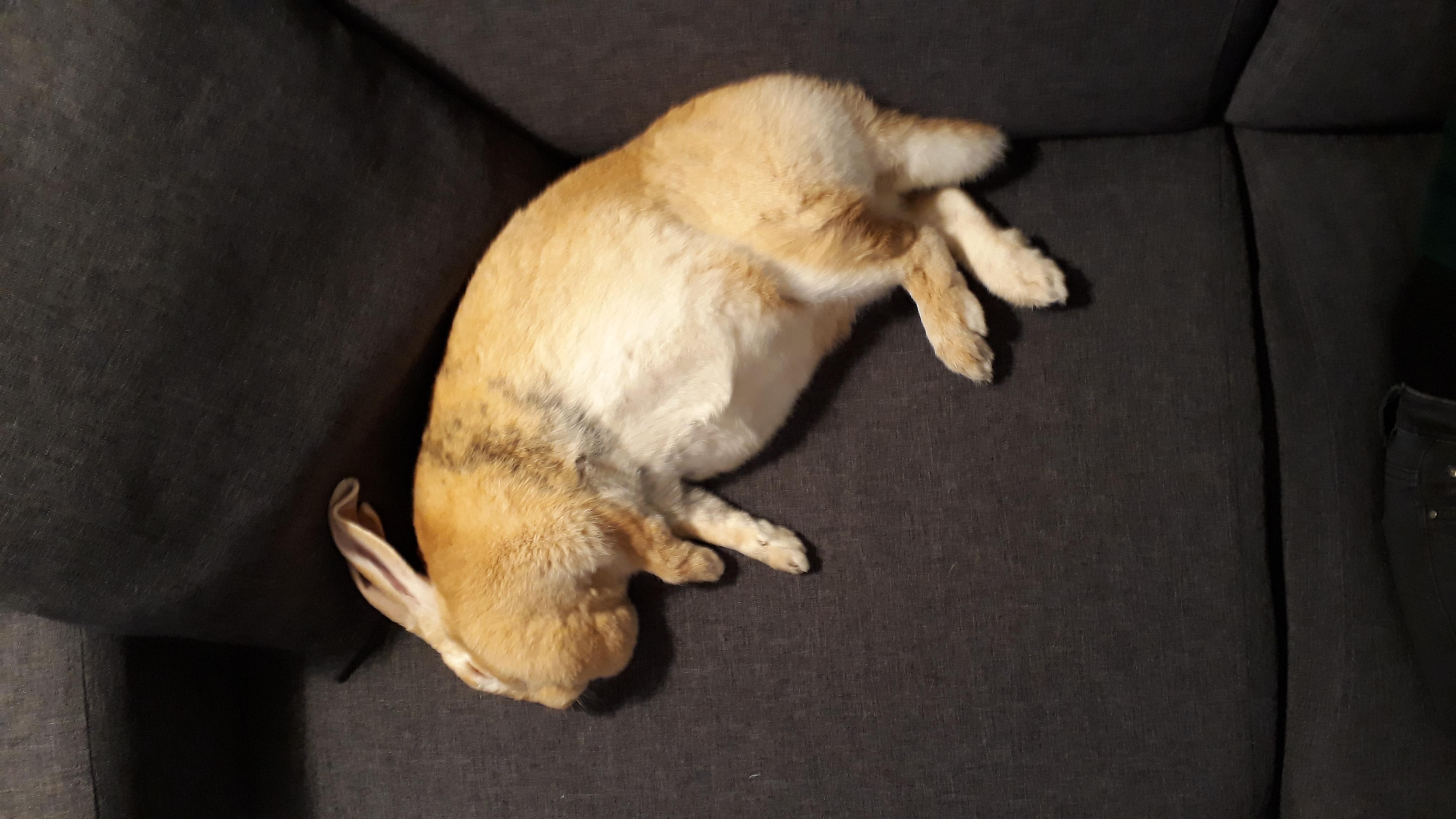 First time she falls asleep next to us, we can't handle it 😍 r/Bunnies