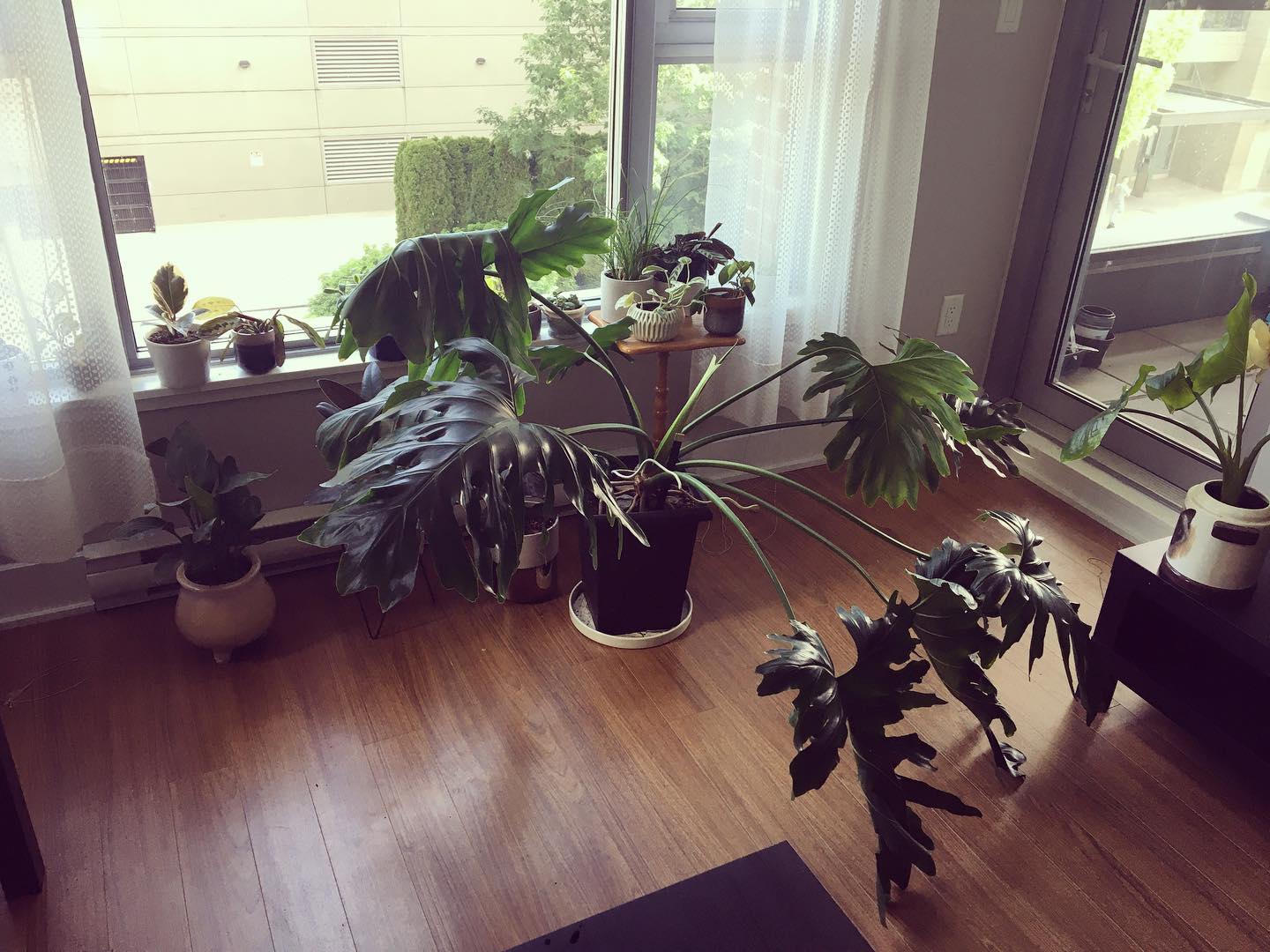 A few colleagues mentioned my plant was encroaching on their desk space