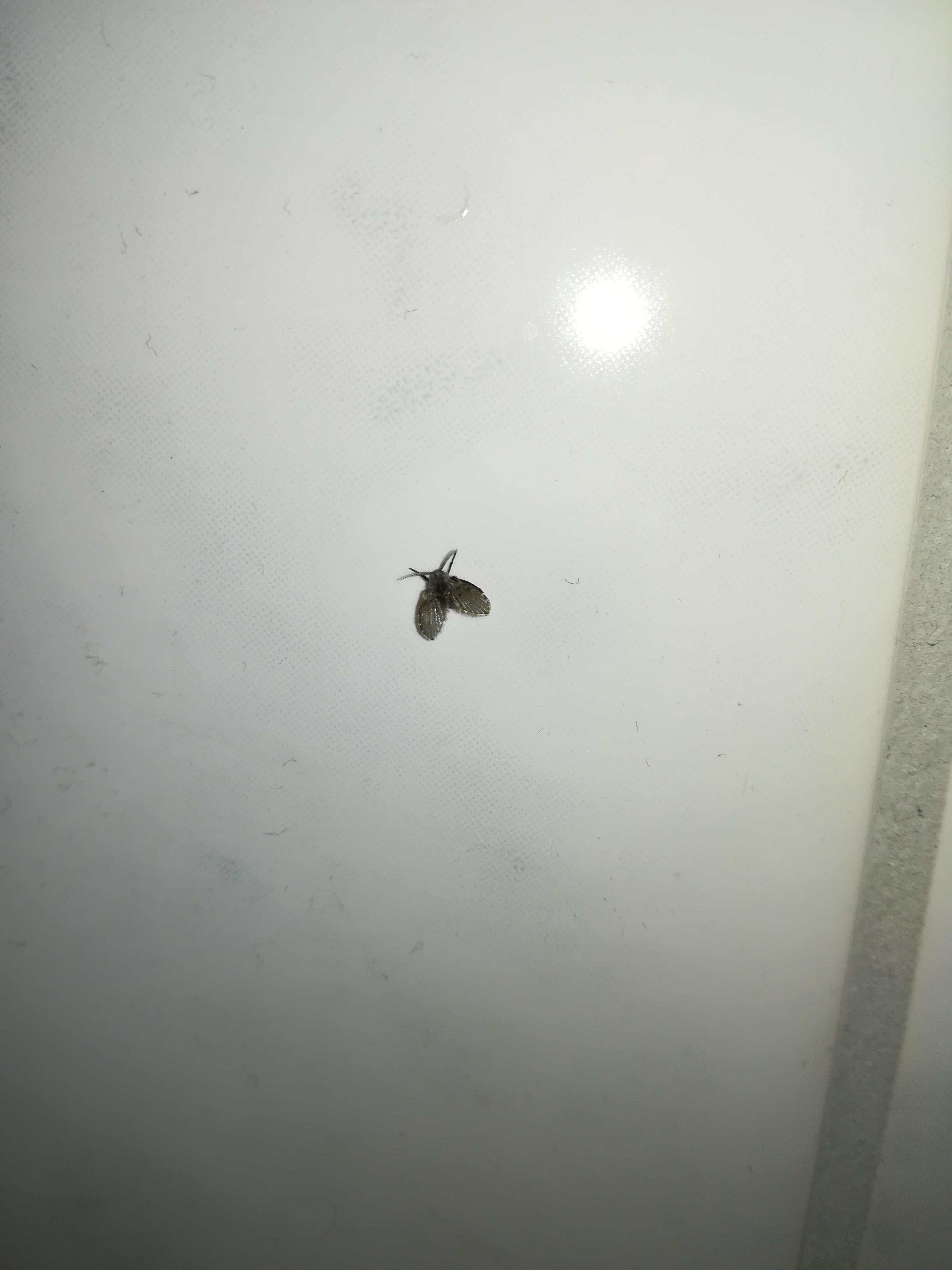 What insect is this? Have them in my bathroom/ insects