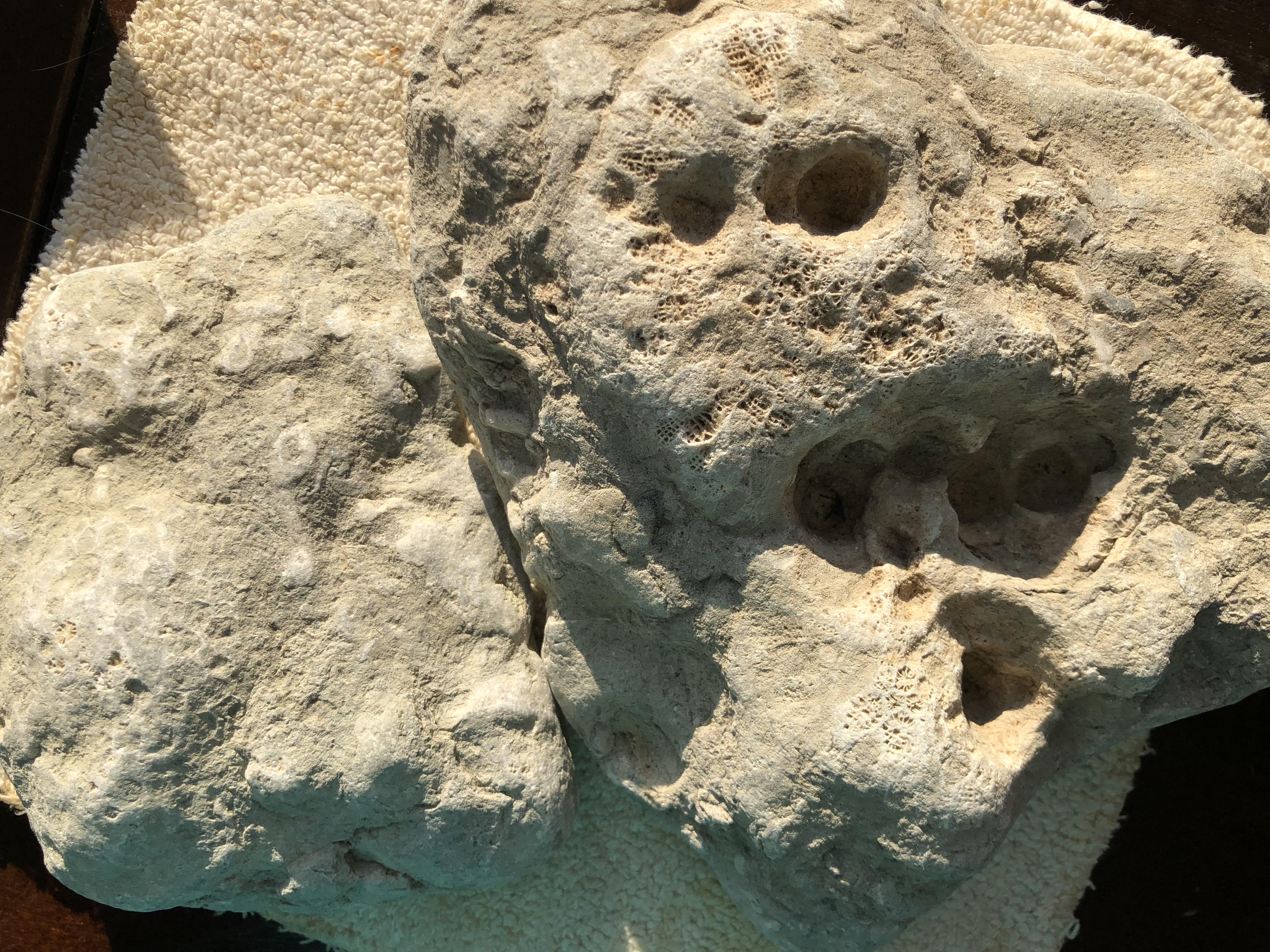 14 best Fossil Island images on Pholder Ironscape, Cutenoobs and