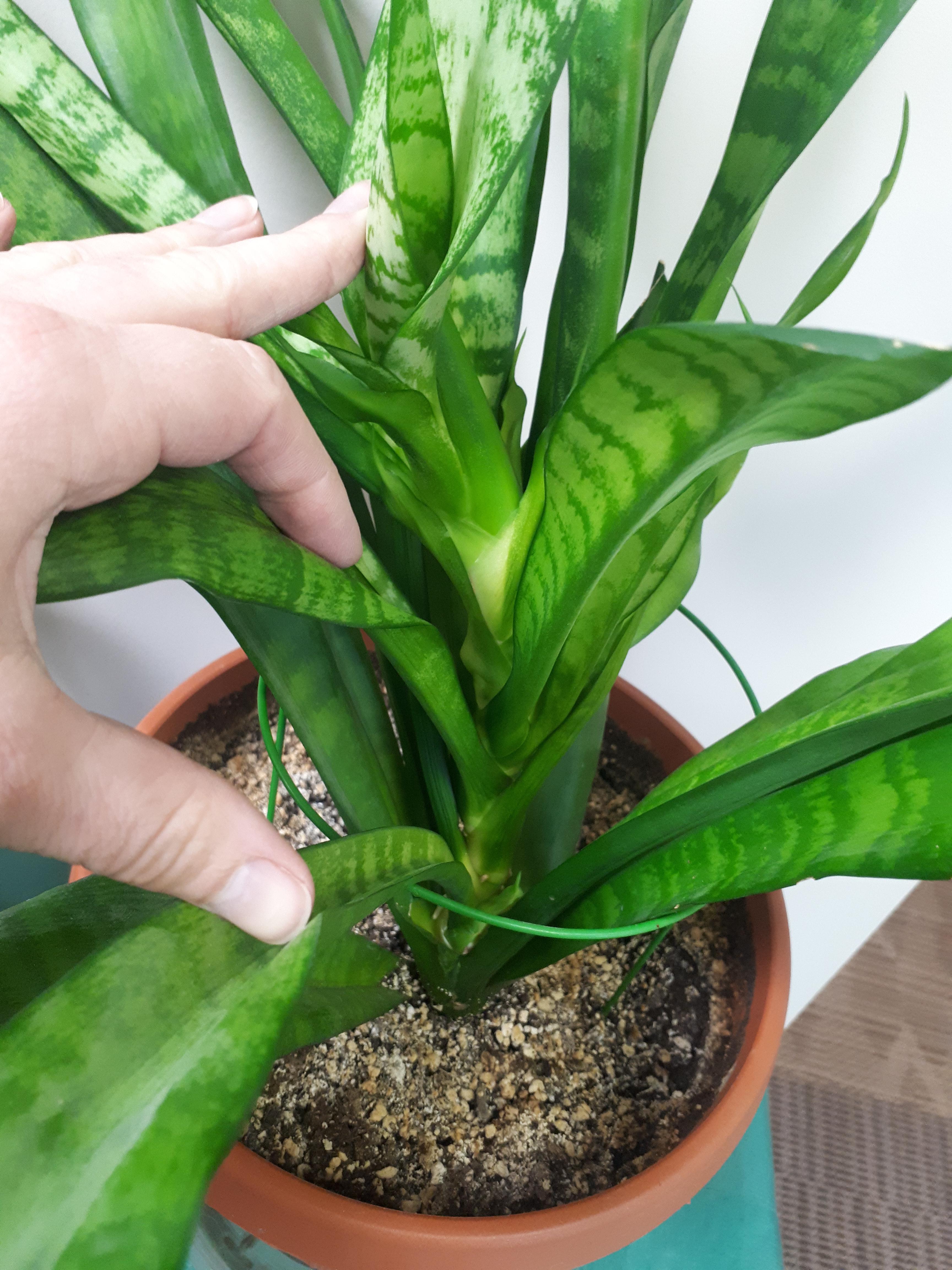 Why is my snake plant growing like this? It's very top heavy