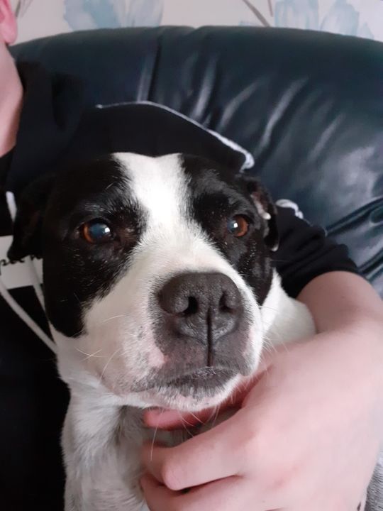 Me and Roxy are new here bois, show her some love shes a Staffie. r/EmKay