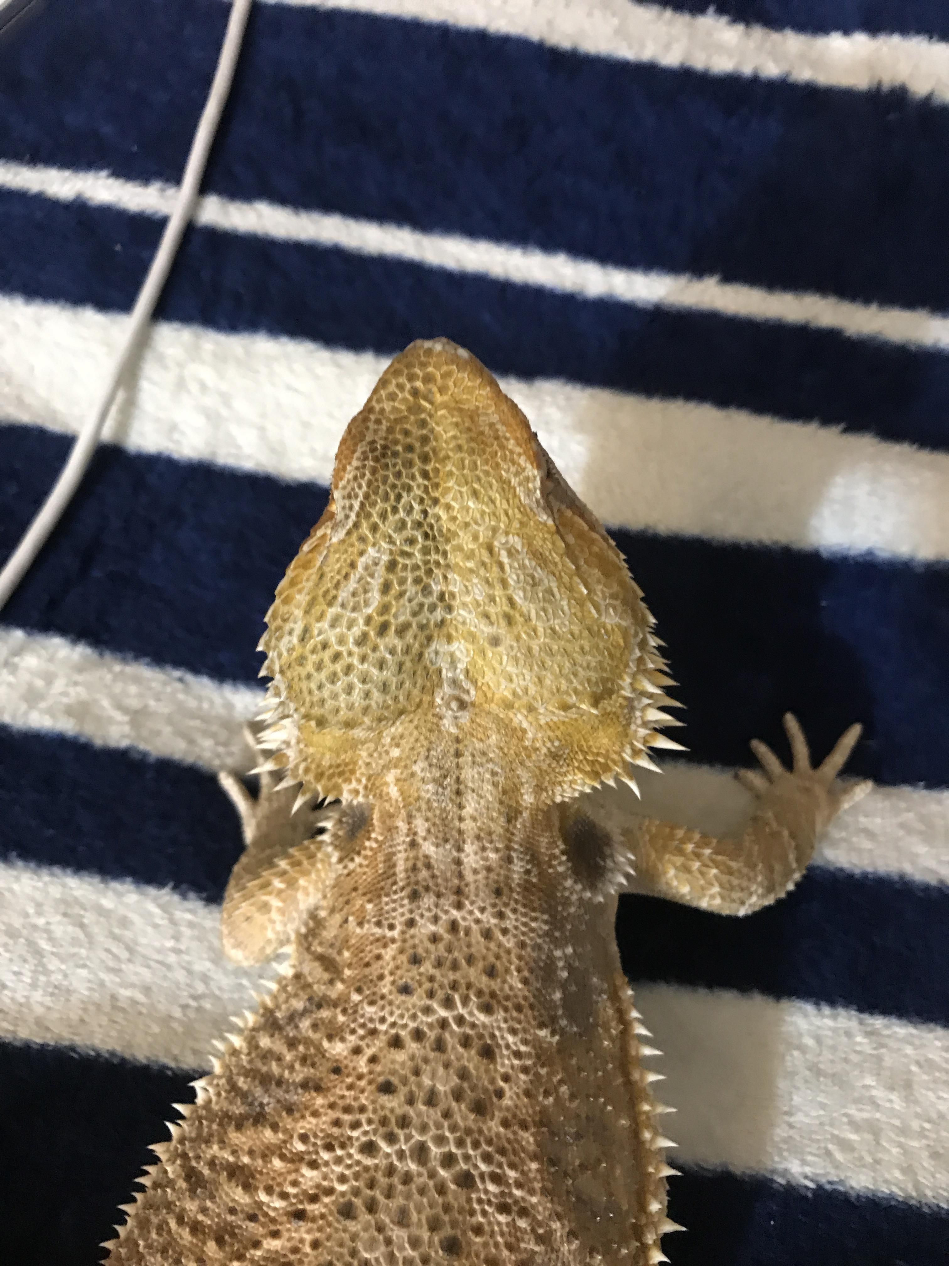 My bearded dragon’s head colours are separated into light and dark