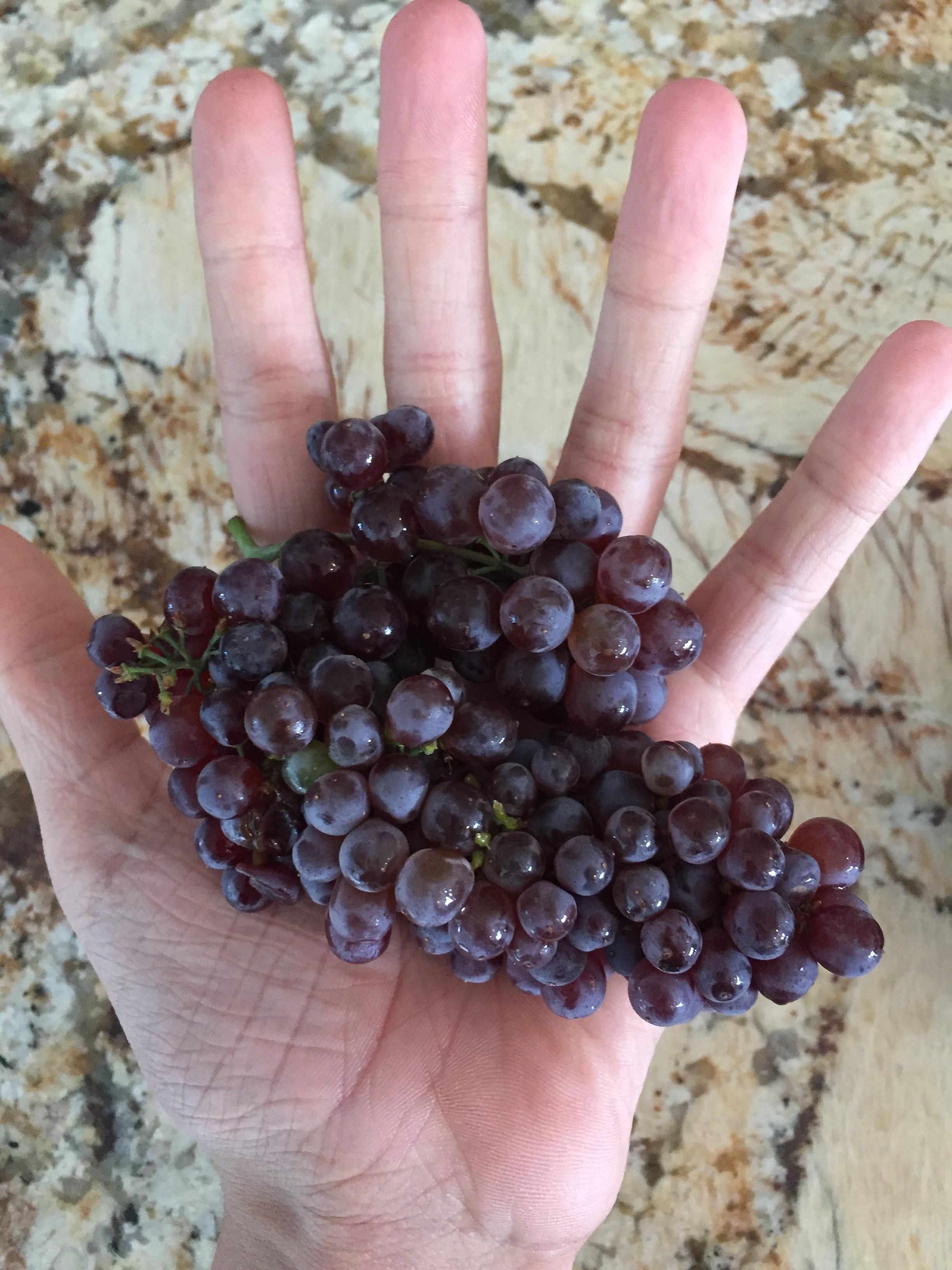 What are these, grapes for ants?! r/thingsforants