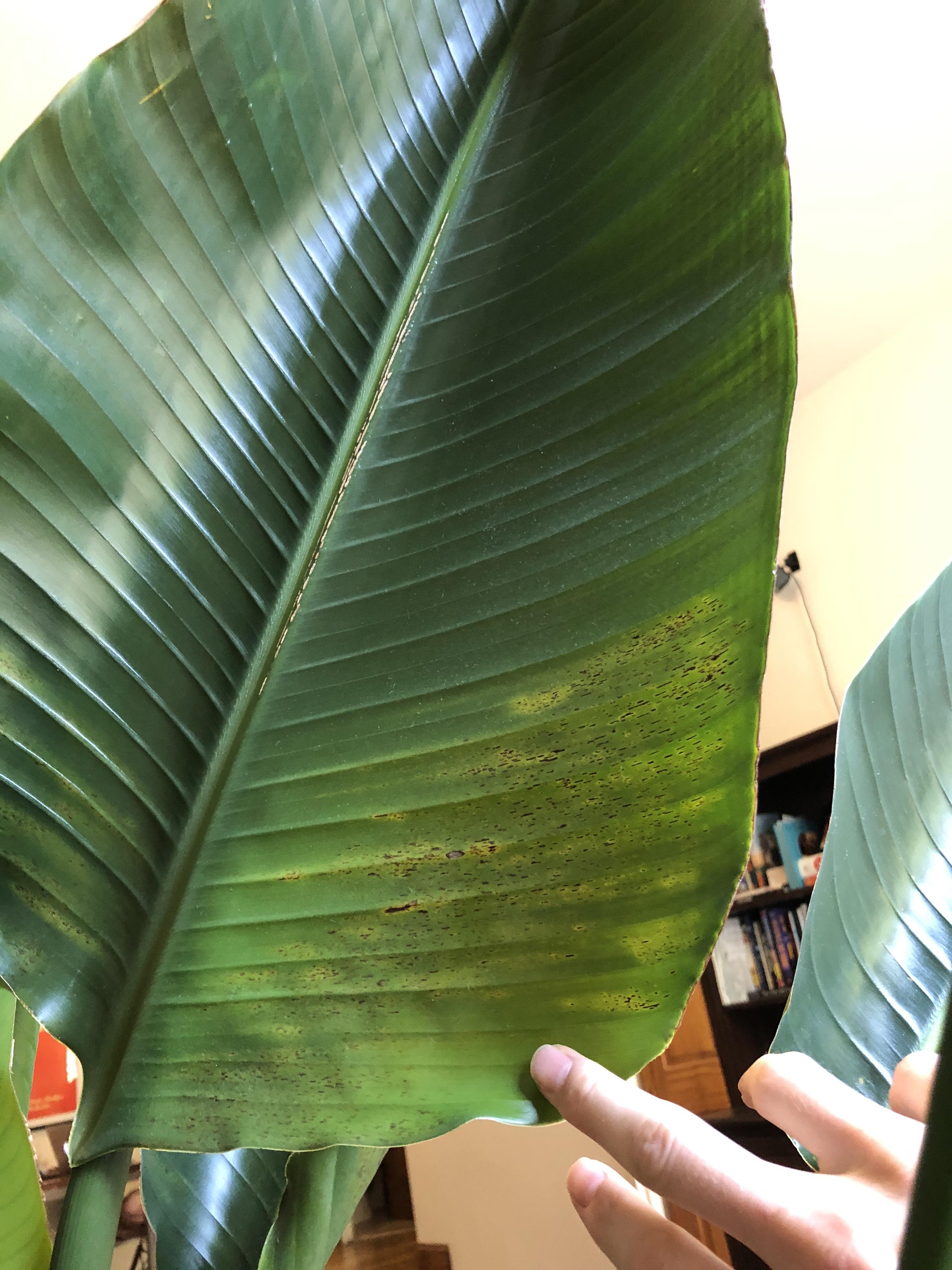 Black and Yellowing spots on Bird of Paradise? (more details in