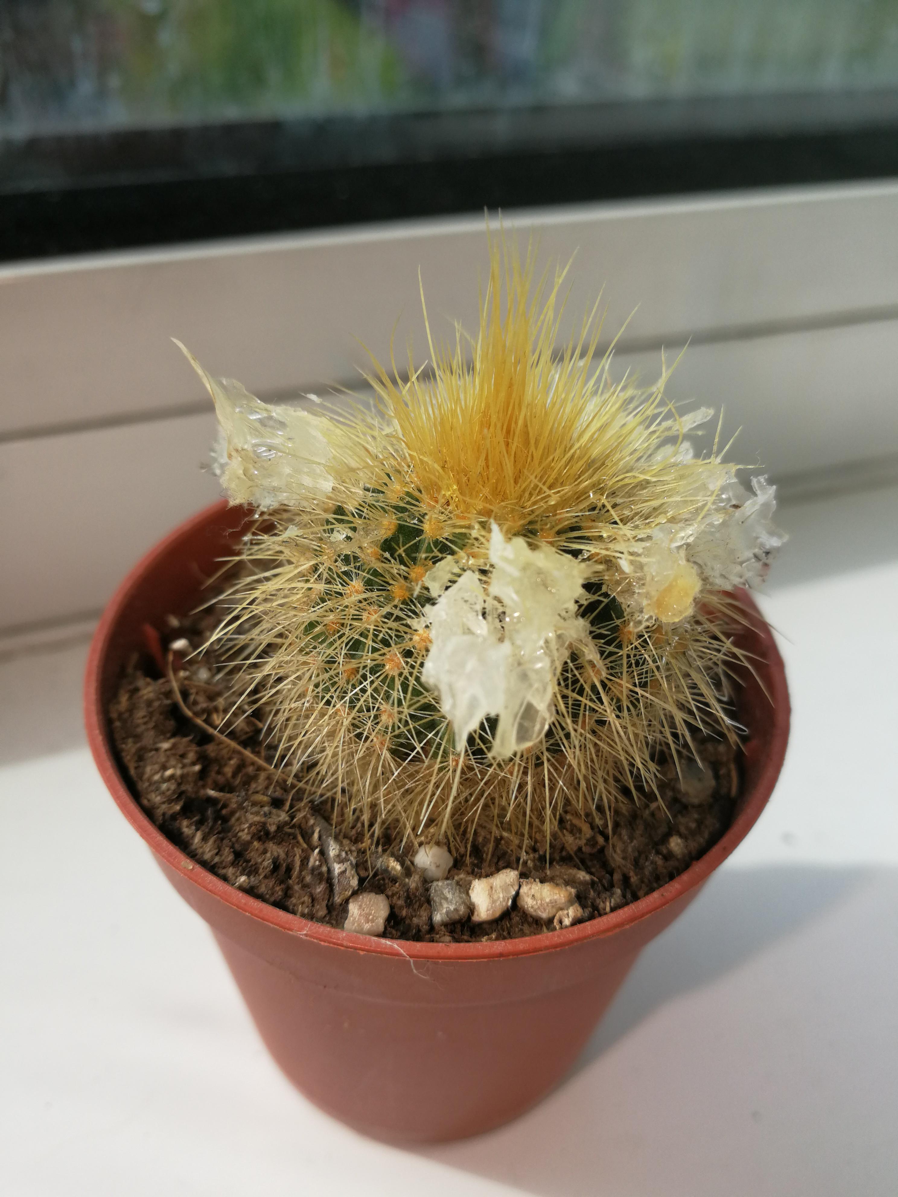 Gifted a 'flowering' cactus, the flowers where fake so I removed them
