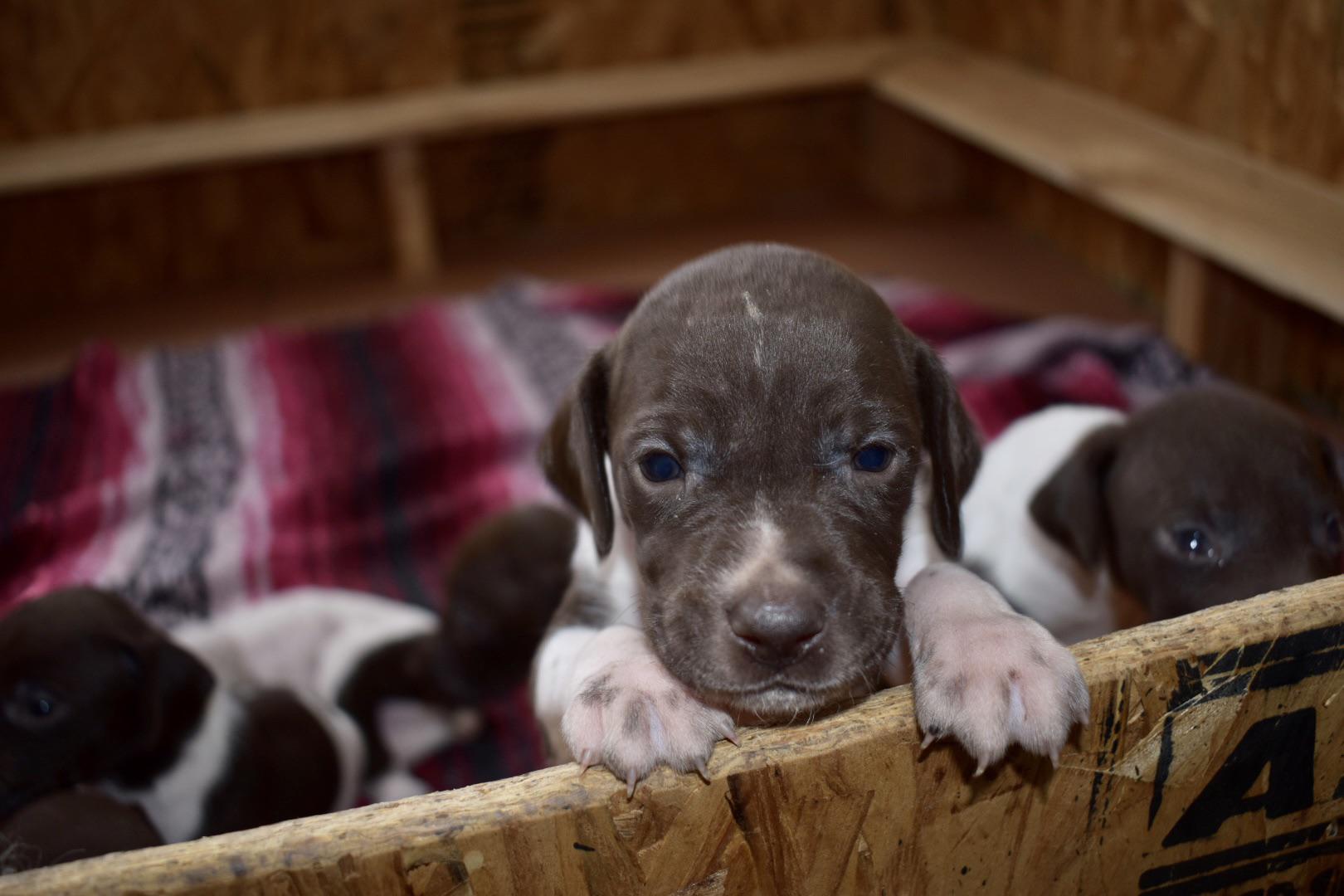 How much exercise/training for a GSP puppy? GSP