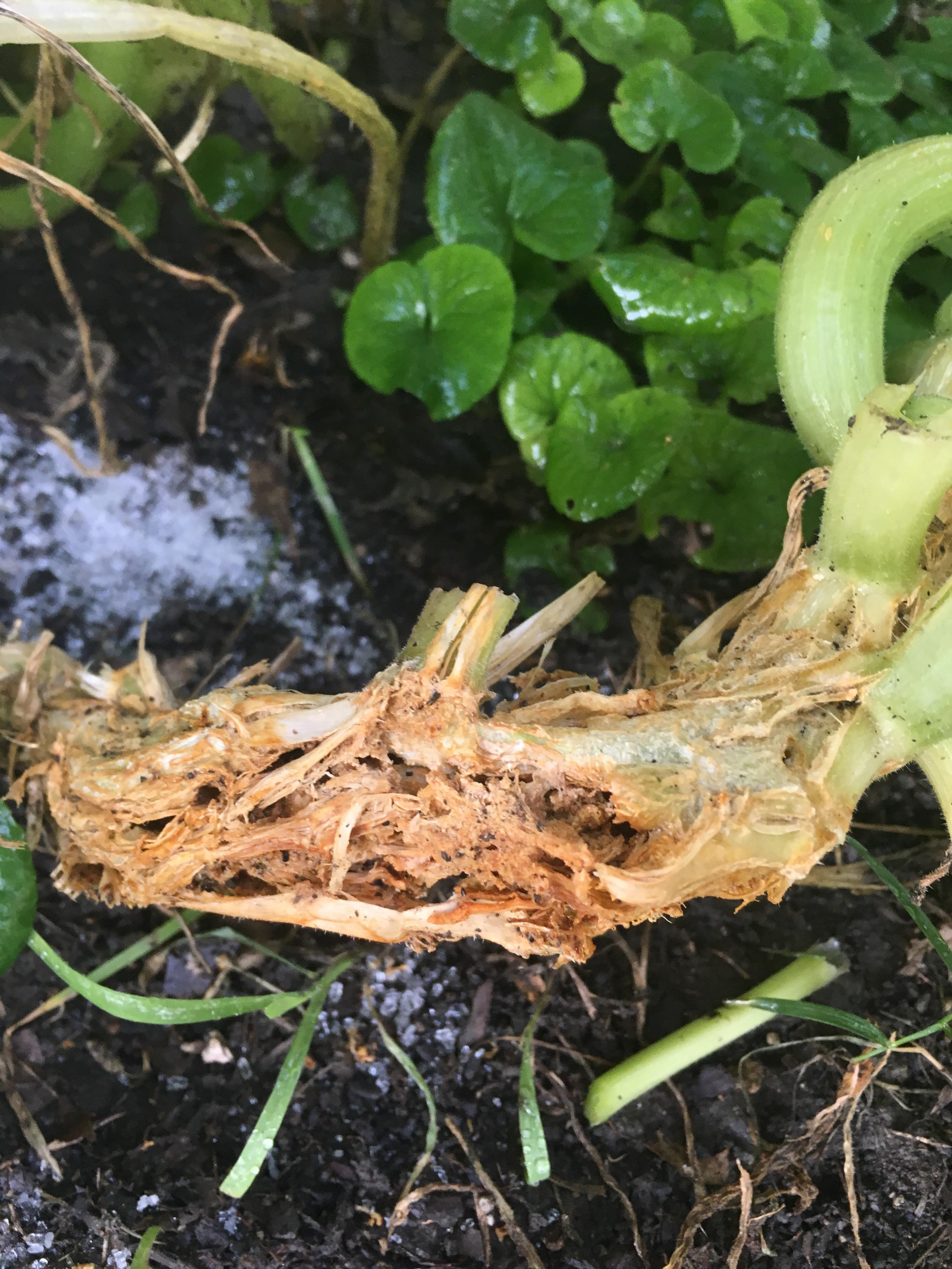 Help my zucchini! What has eaten/killed our zucchini plant? Is there
