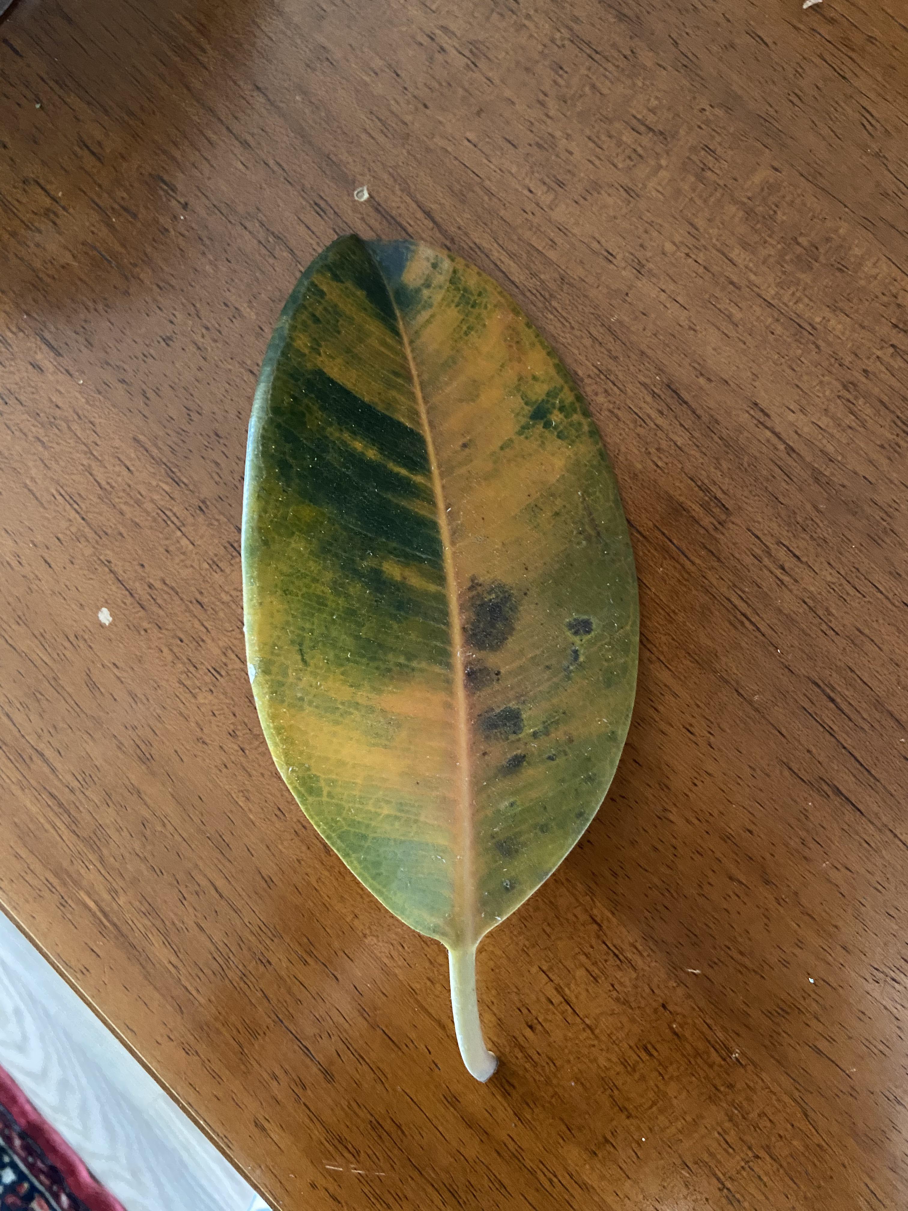 Burgundy rubber plant leaf turning yellow and falling off? r/plantclinic
