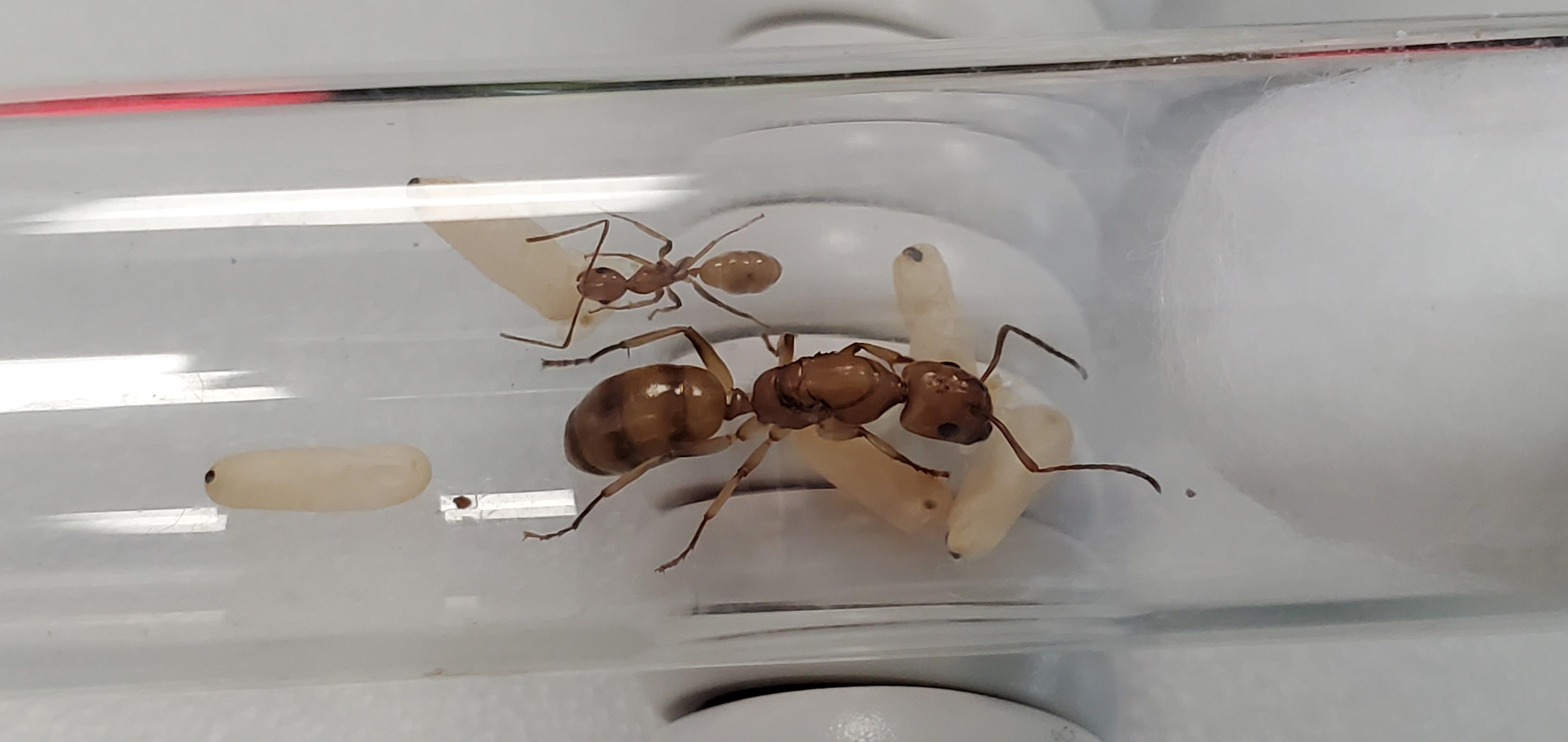 Camponotus lianghuang, my new colony of this amazing Orange Carpenter