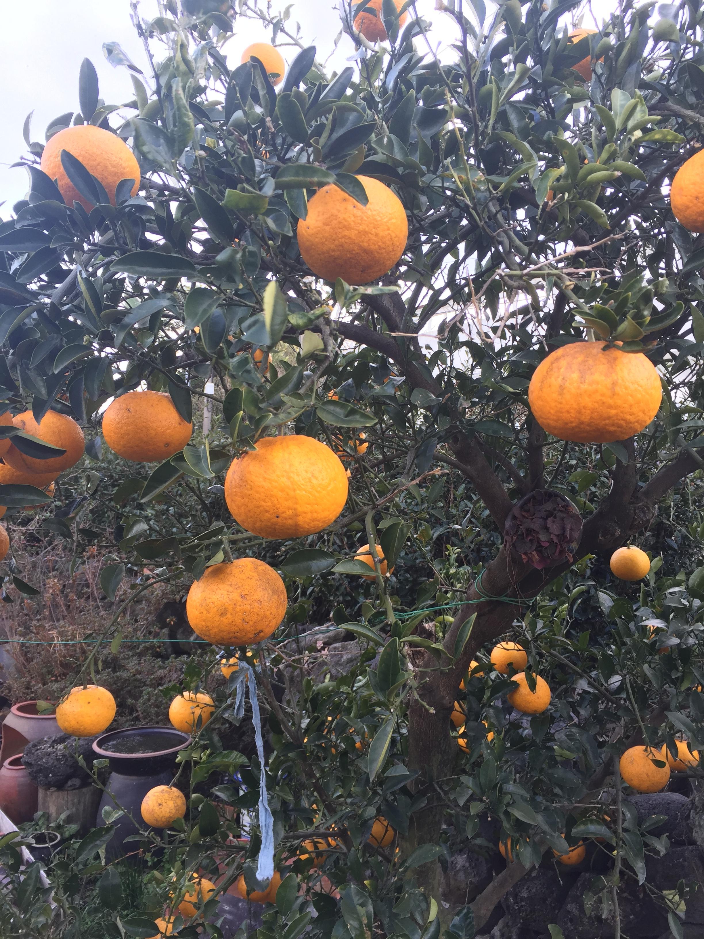 Is this a Type of Orange tree? Do Oranges grow in february? r