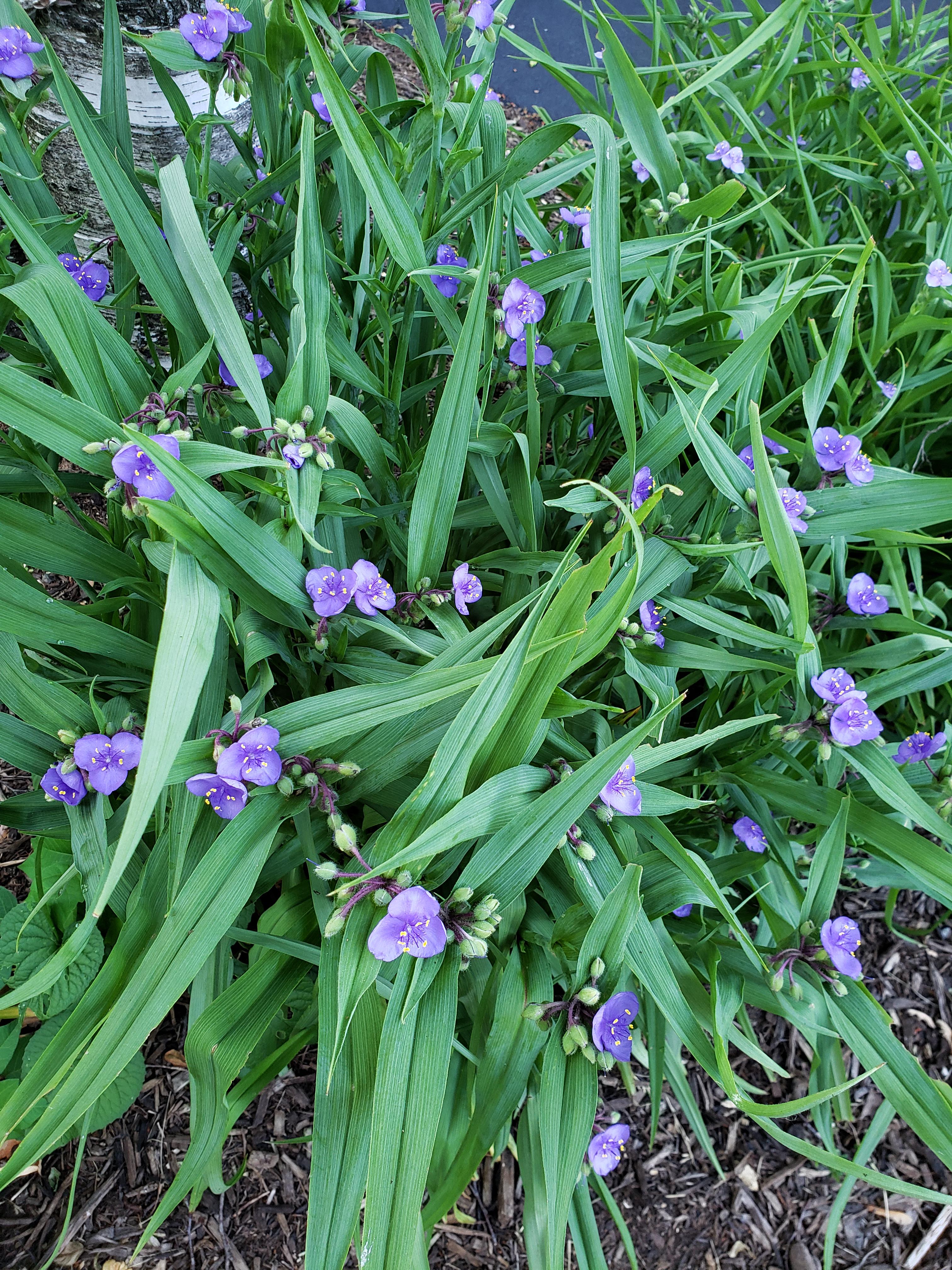 Tall plant with purple flowers. r/whatsthisplant