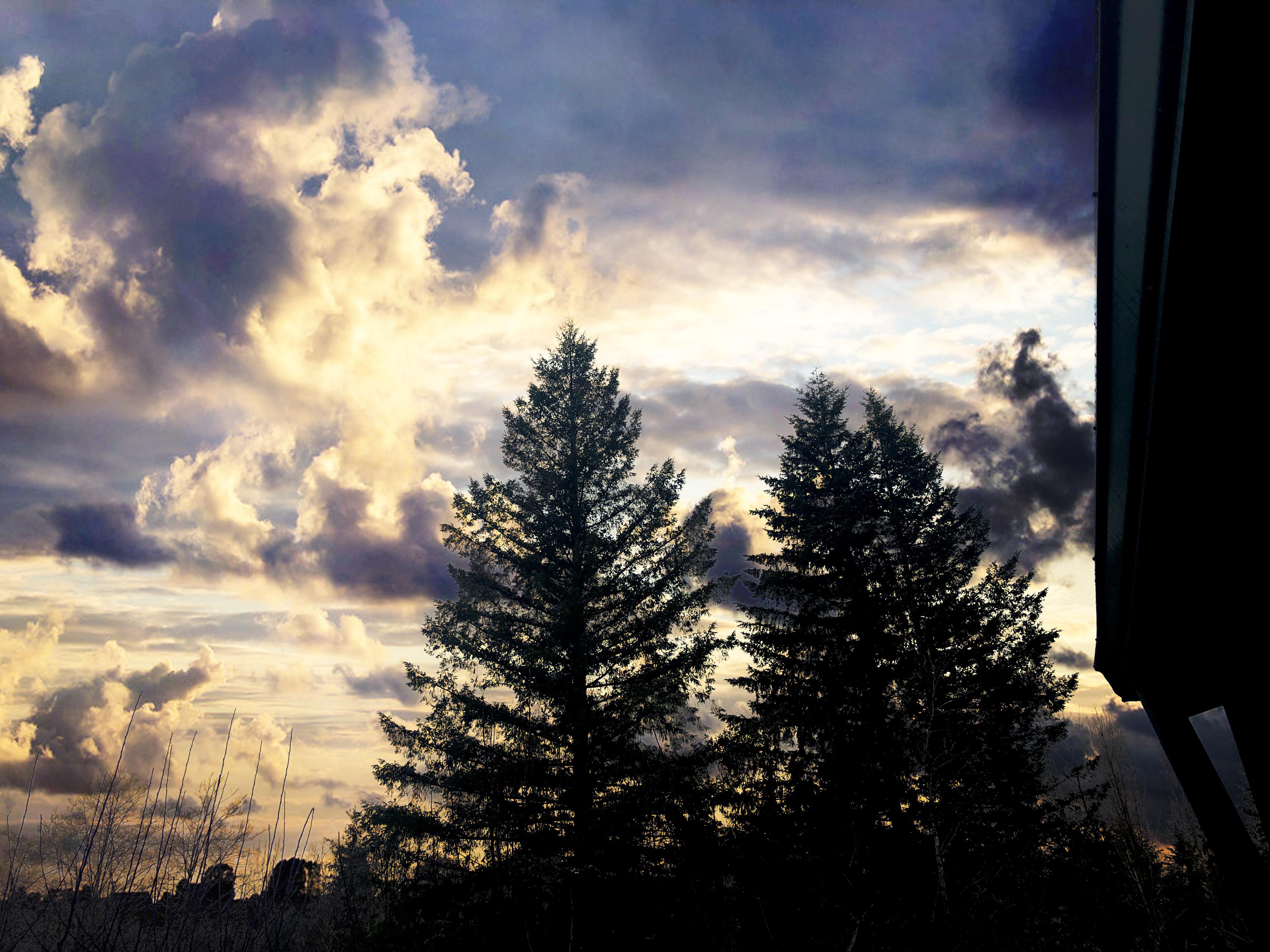 This is in Yacolt. I’ve never seen anything like this before. r