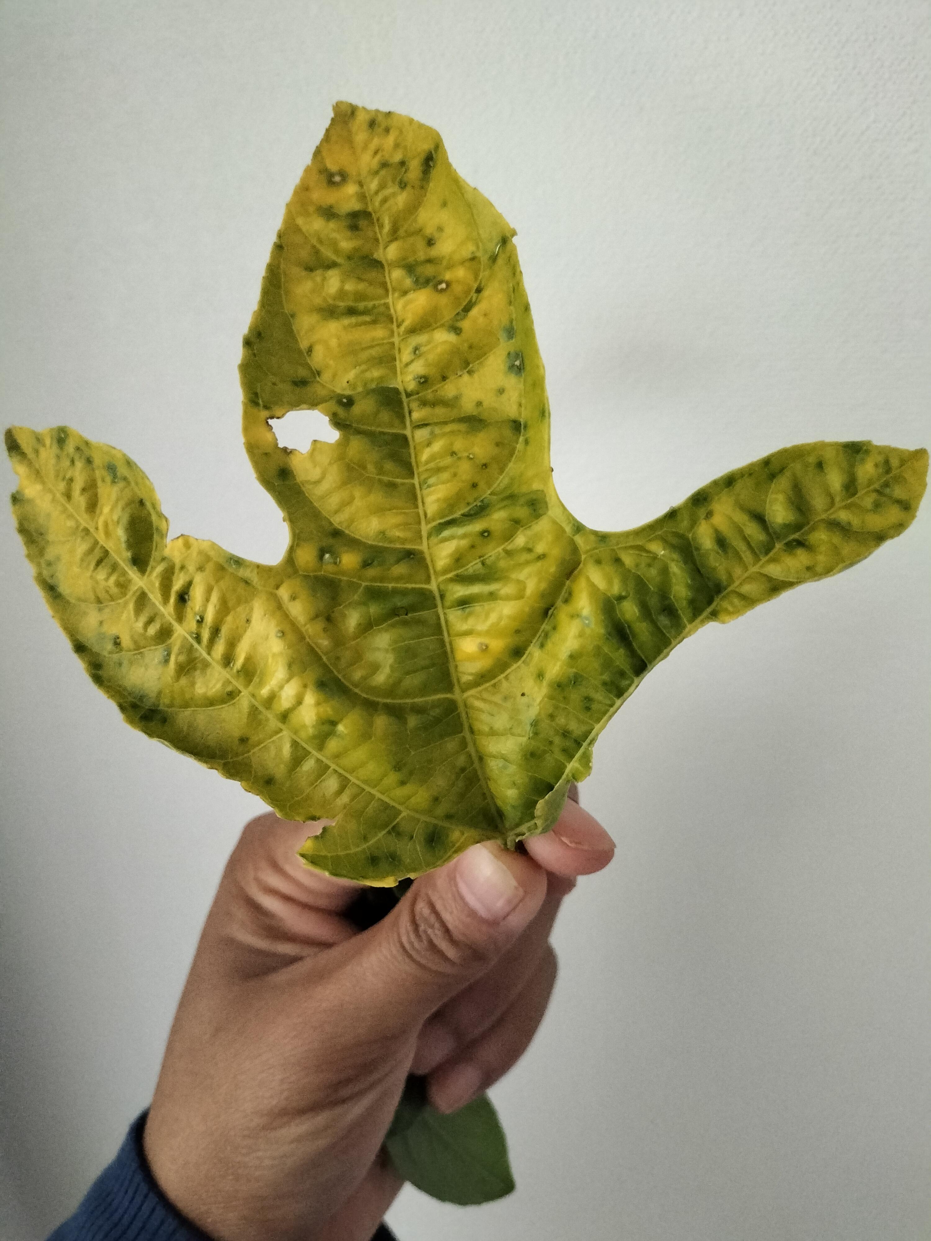 Passionfruit leaves yellow r/vegetablegardening