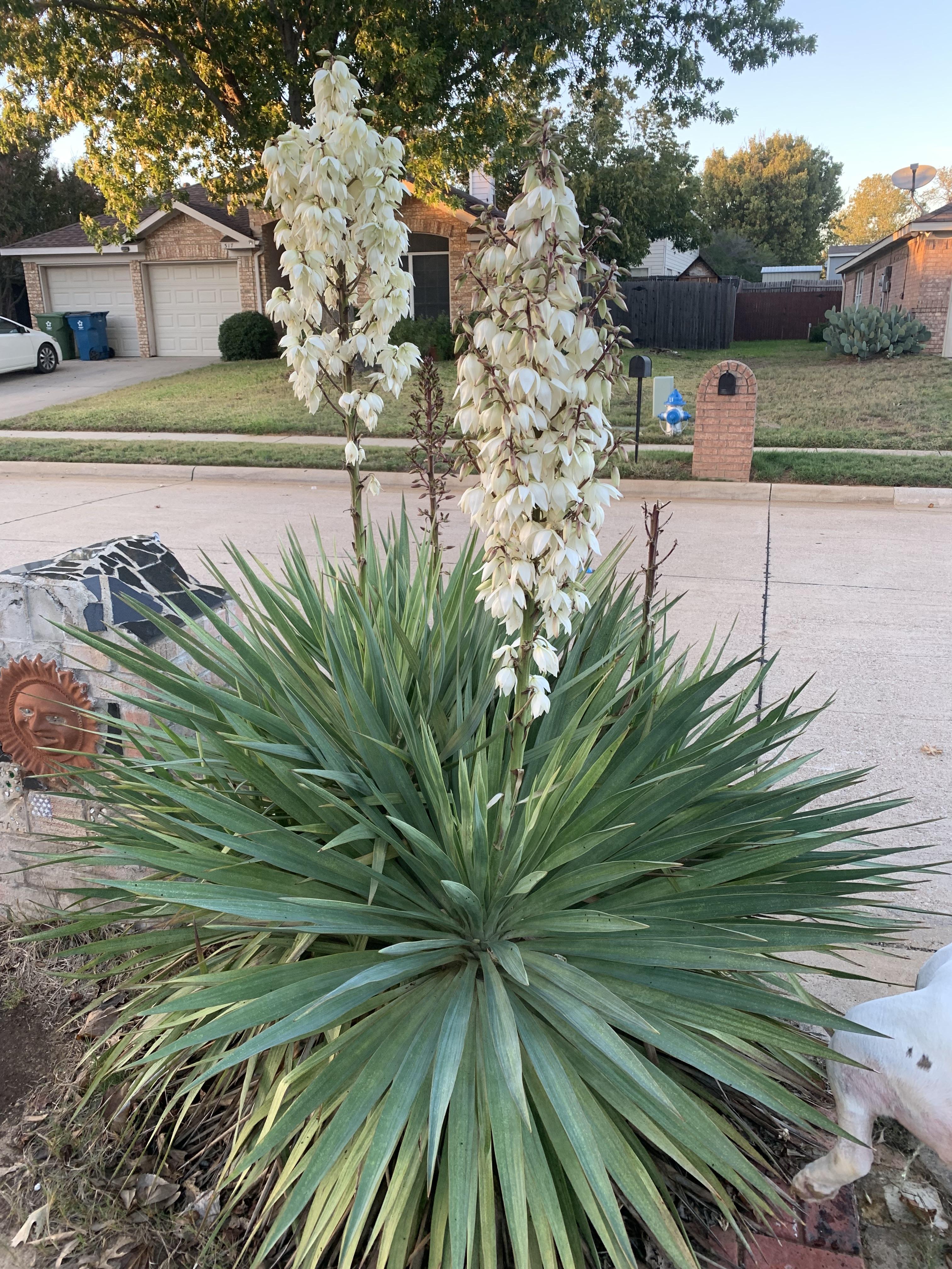 Showing off my yucca flowers. It blooms every other year. r/plants