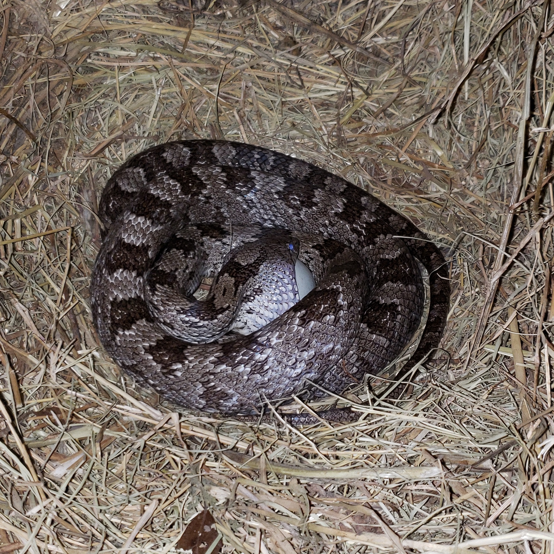 Caught this Oak snake in the act of stealing an egg Florida snakes