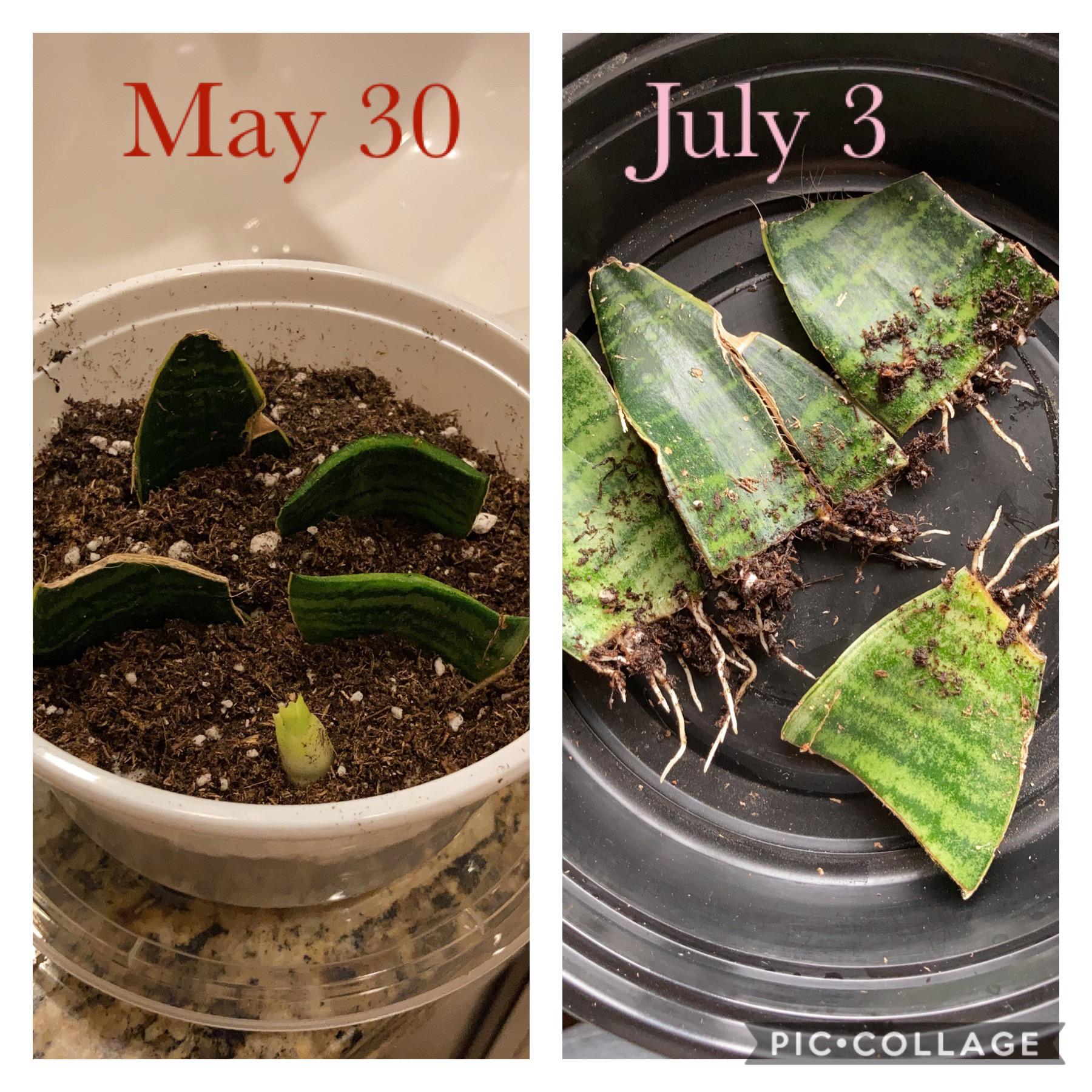 Heard it takes forever for snake plants to root so I gave it a try