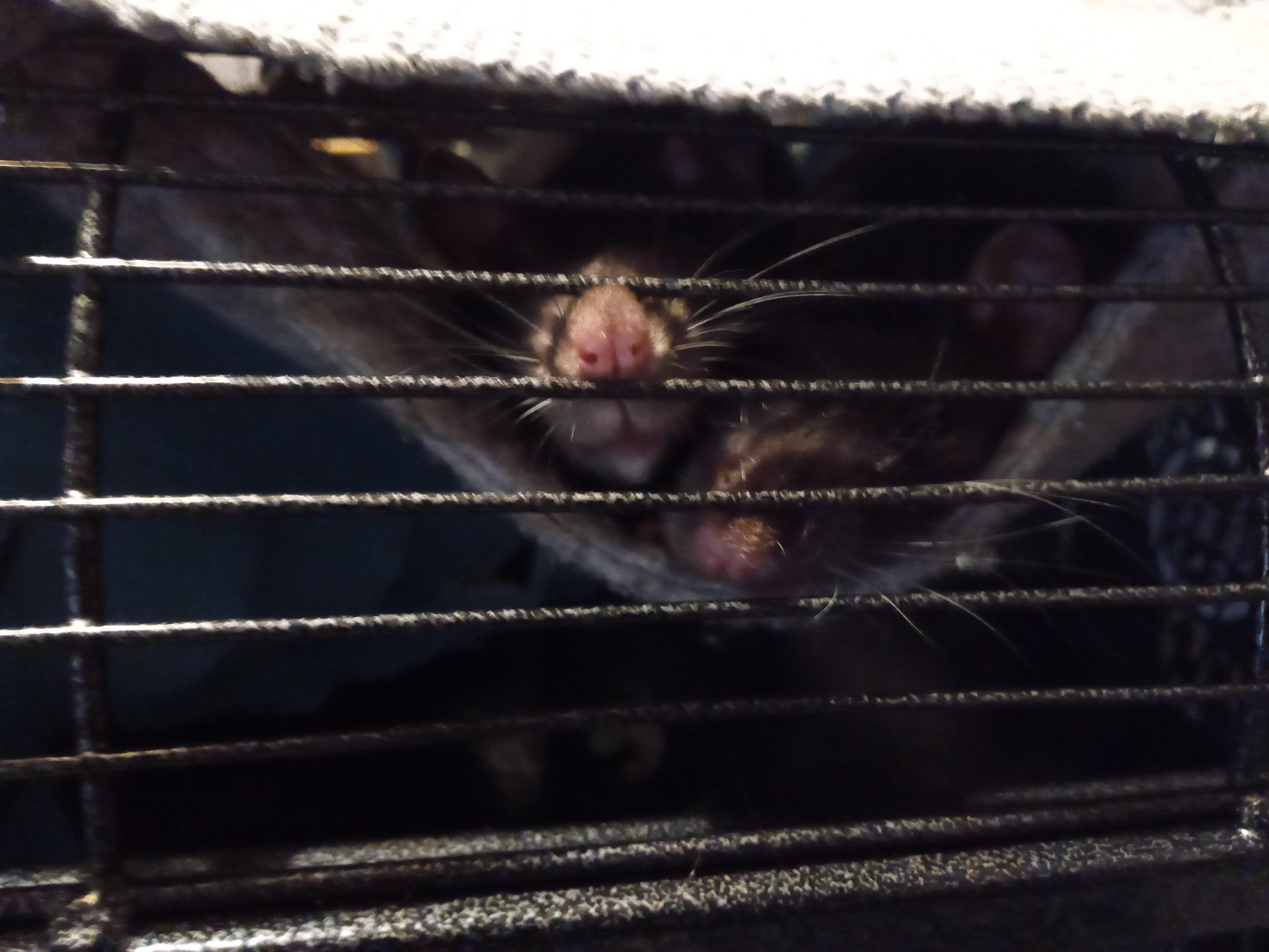 Rat nose 🐭 r/RATS