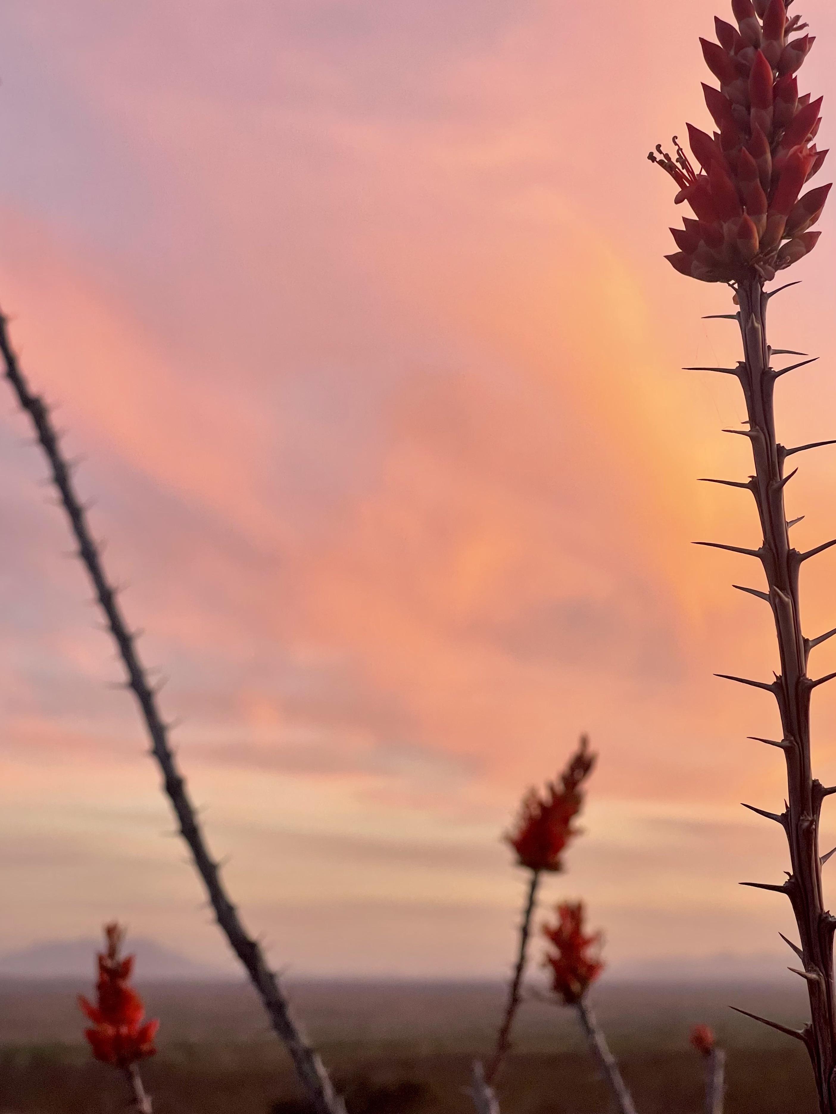 Ocotillo r/GadsdenPurchase