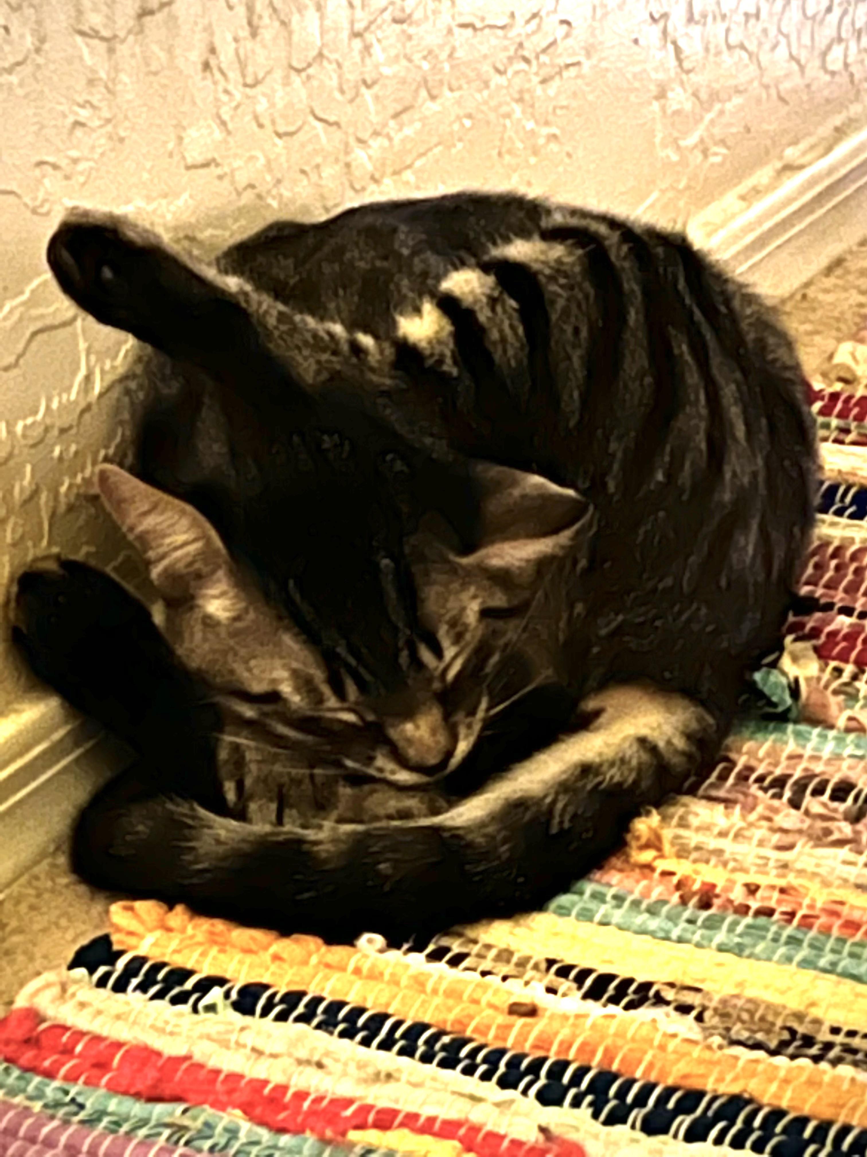 He ran out of charge mid bum grooming.😽💤 r/cats