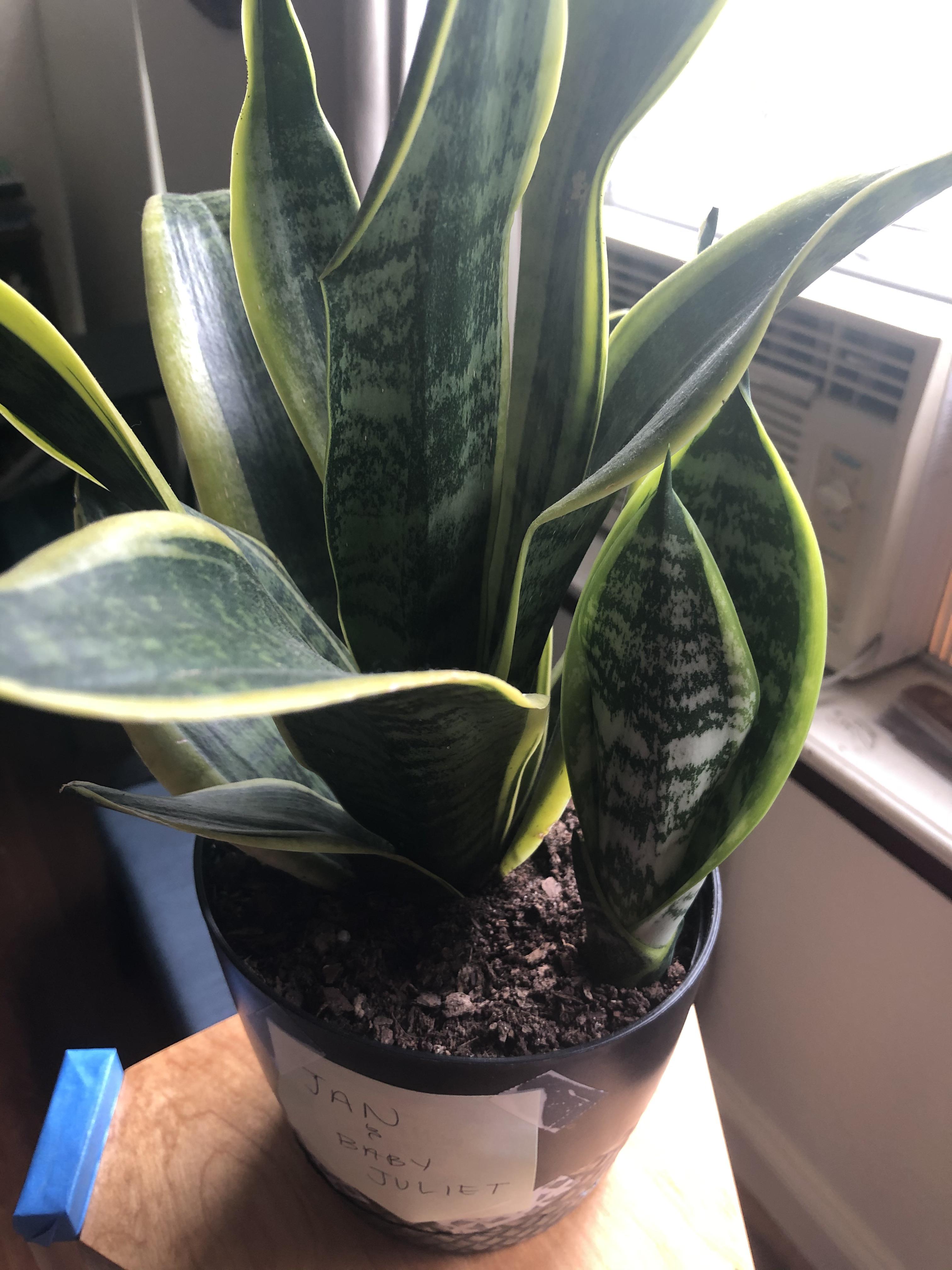 My baby snake plant is looking more like an adult and I think it’s time