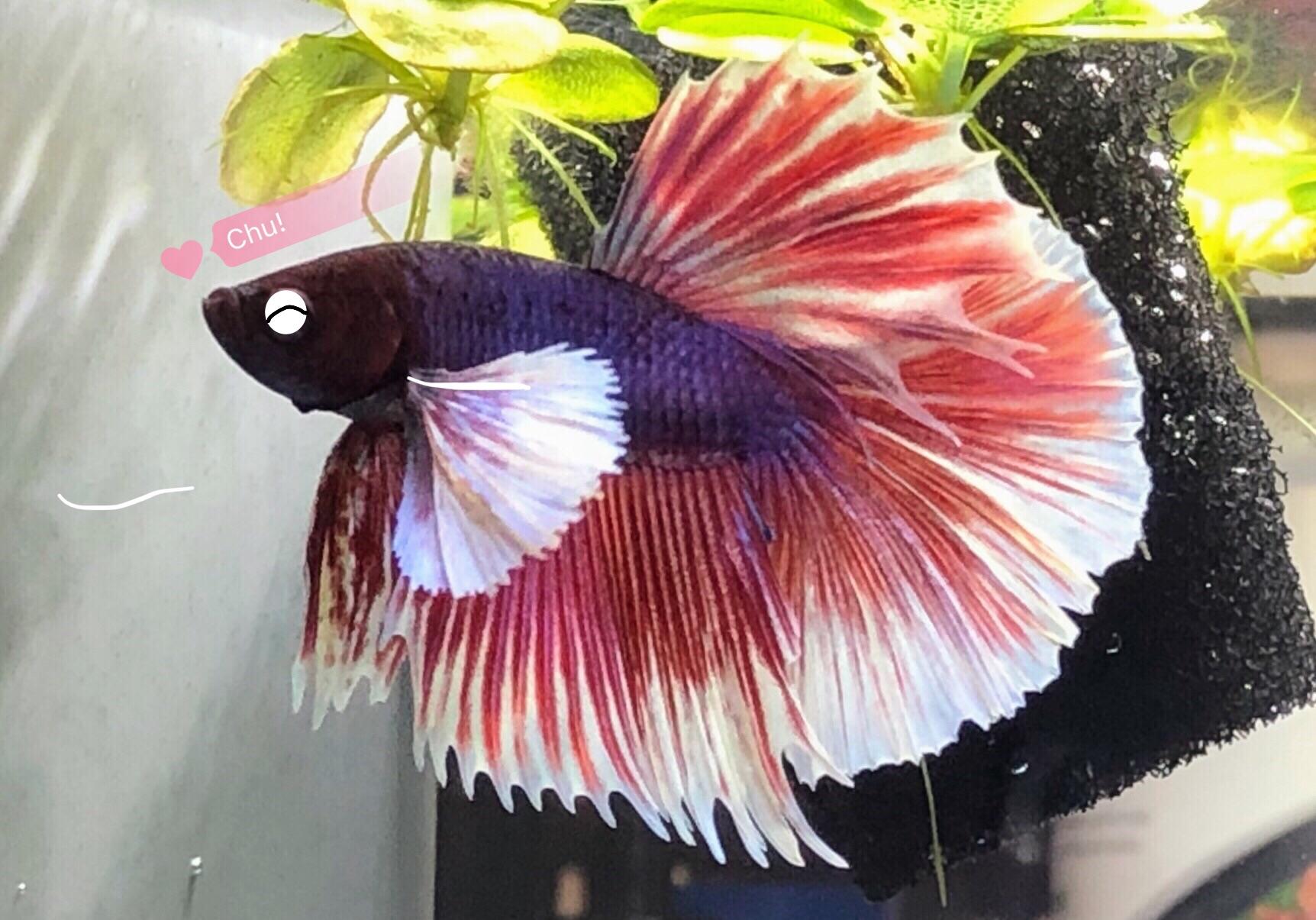 Did I miss the fish face dump already?! bettafish