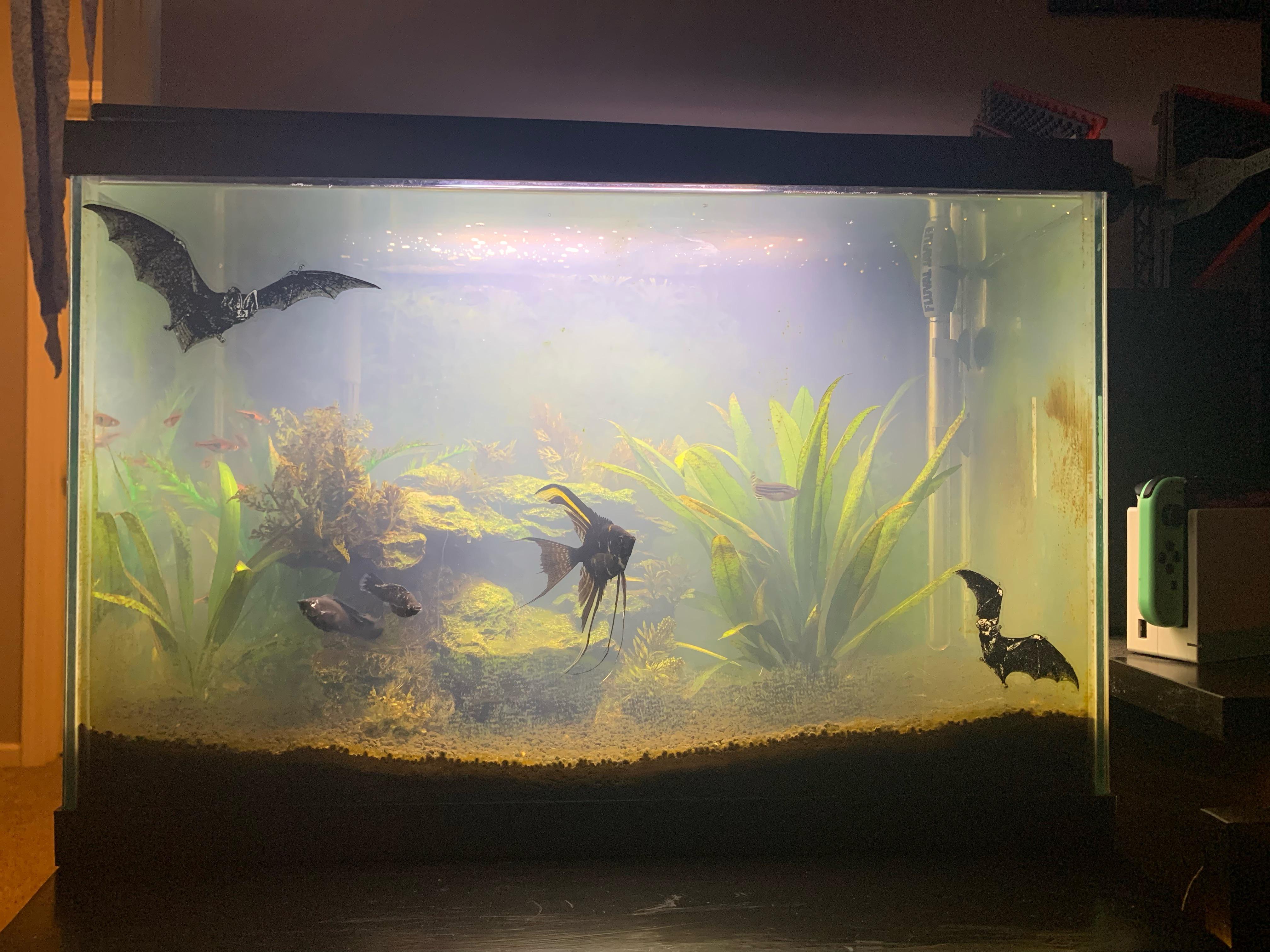 HELP!! Cloudy fish tank (water clarifier made it worse) r/TropicalFish