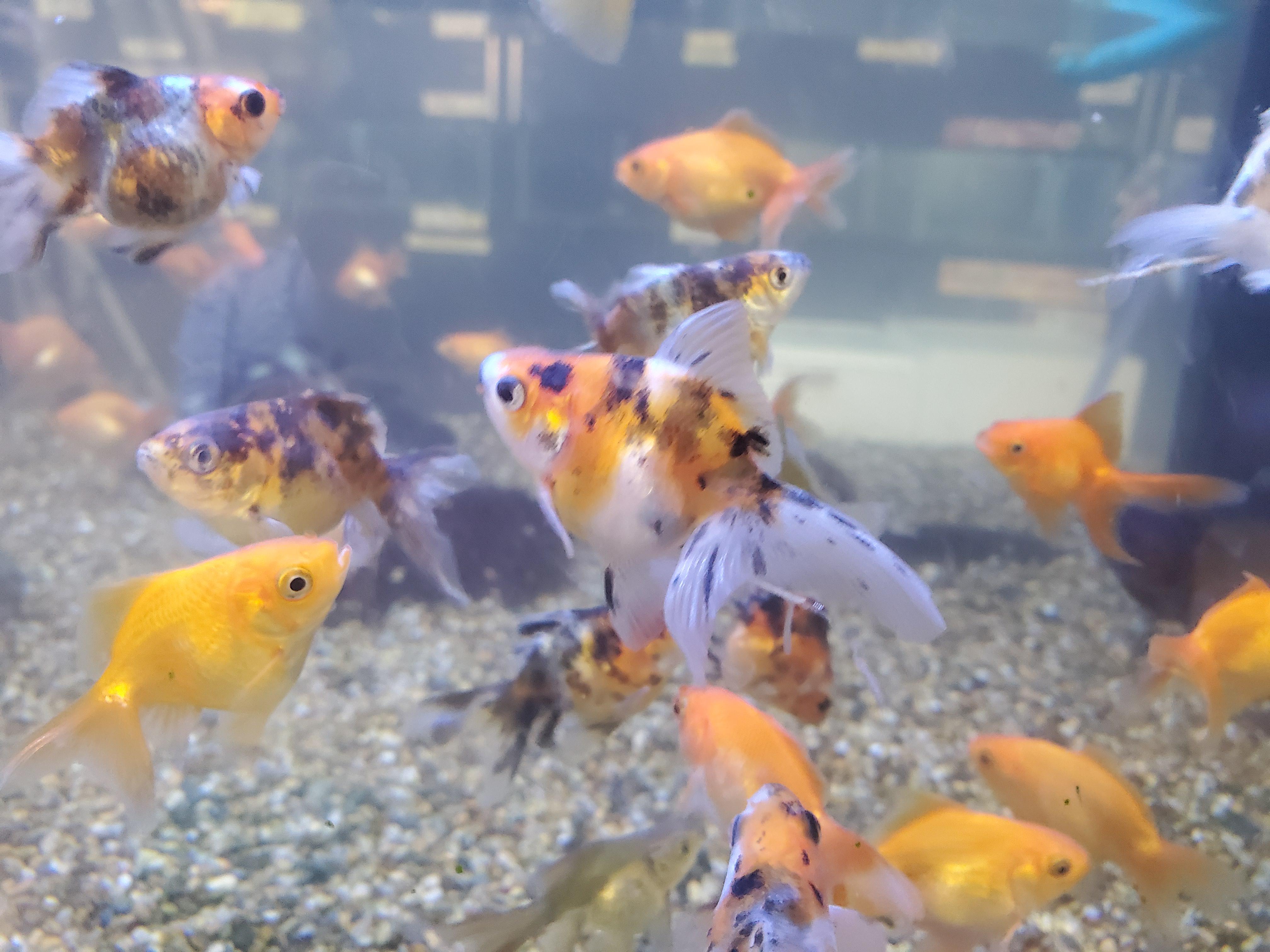 Mixed goldfish in a cloudy tank! r/Aquariums