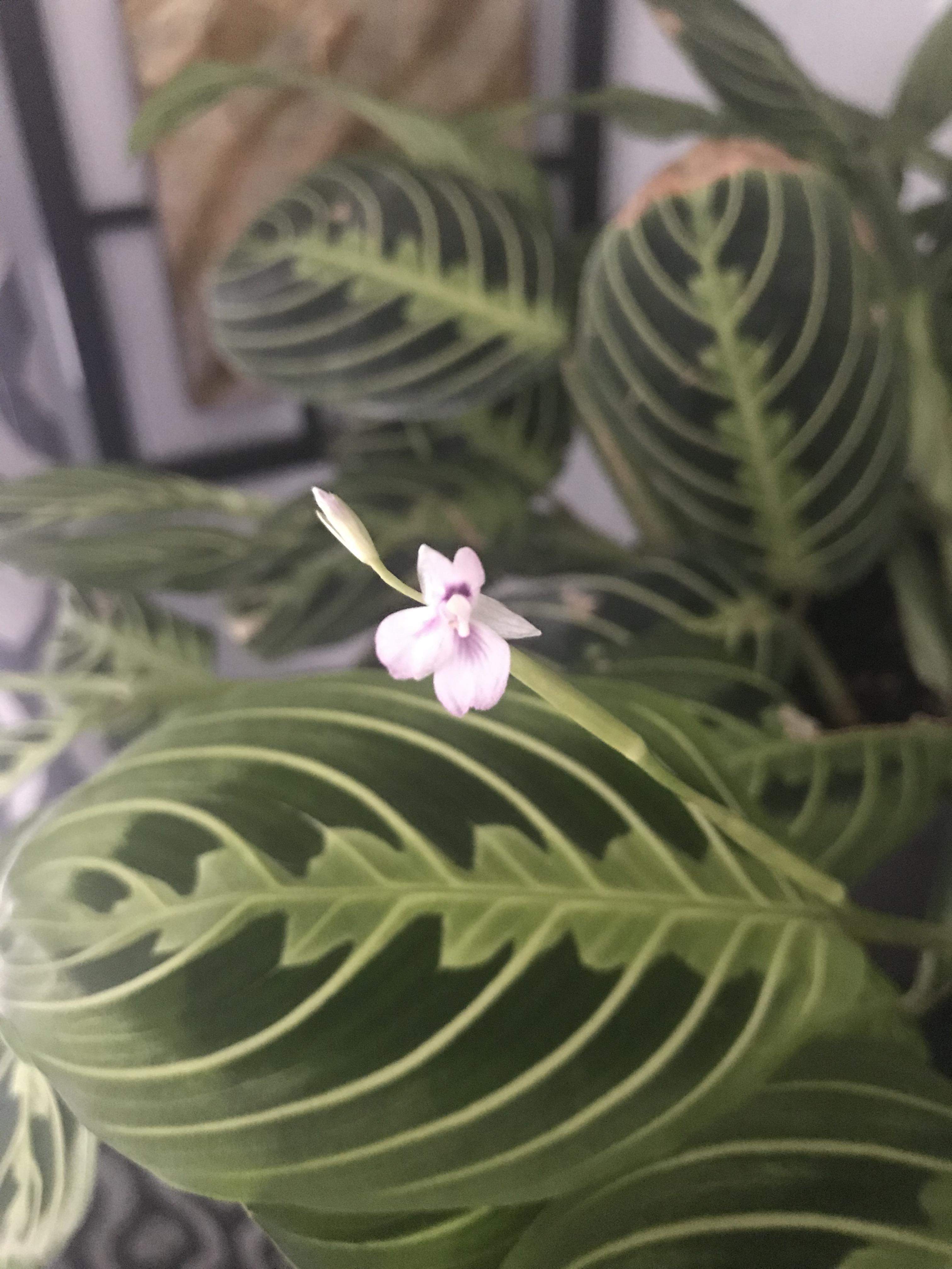 Prayer Plant Flower Singapore Flower Bahrain On Instagram Prayer