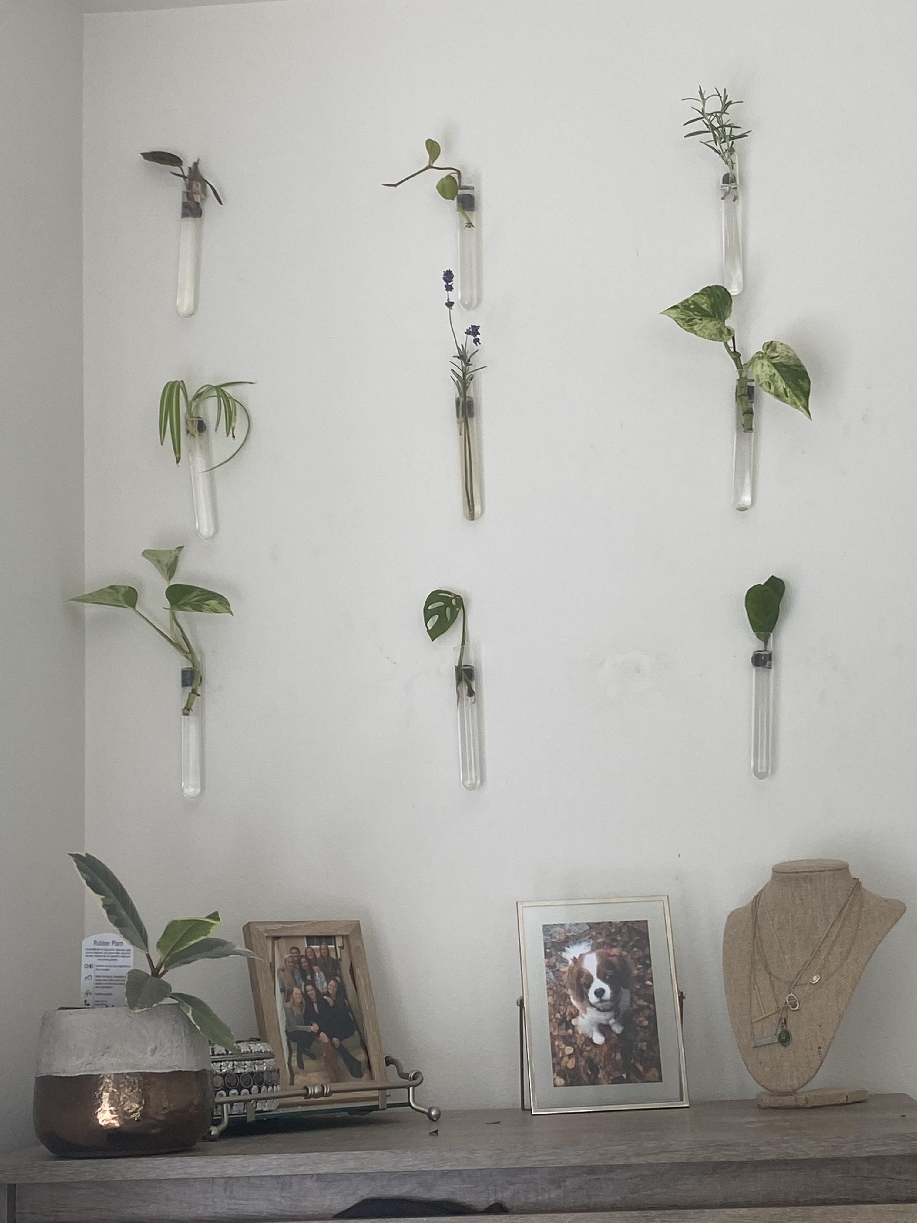 Propagation wall I made with test tubes and ) (All props are