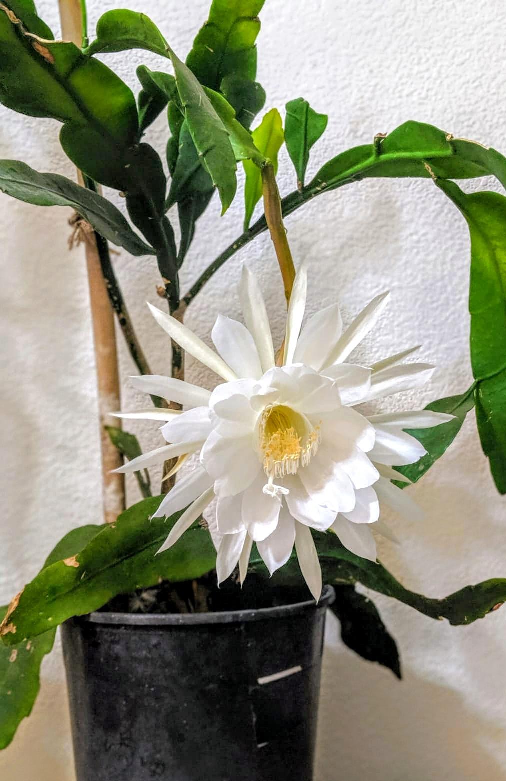 My night blooming cereus just bloomed for the first time ever, when I