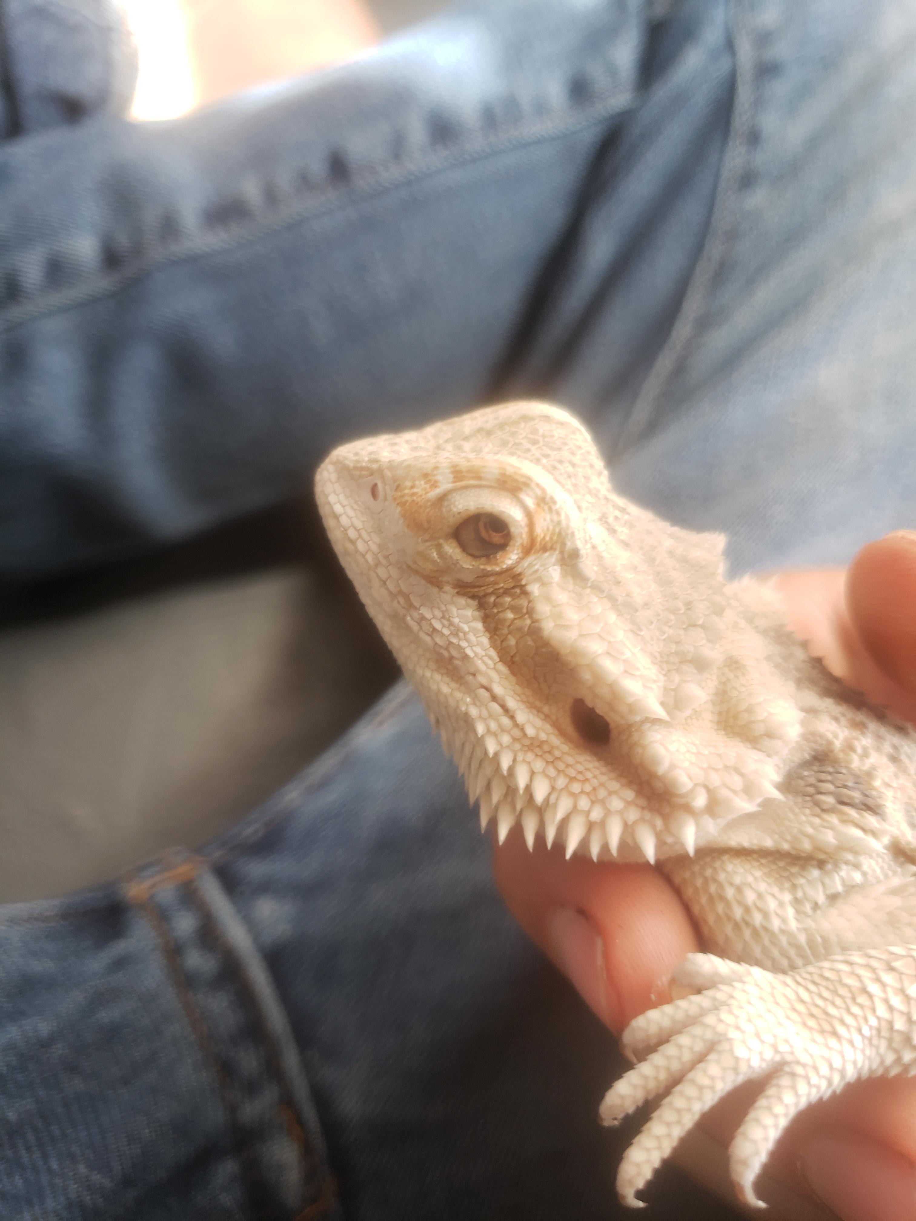 So, the bearded dragon is where that thing is in his eyes.