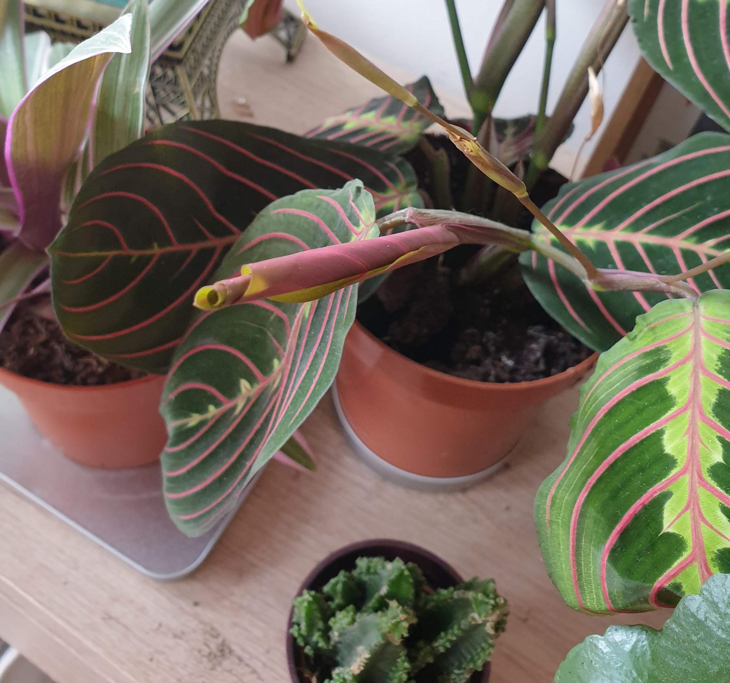 The prayer plant's leaves stay rolled like a burrito until they've