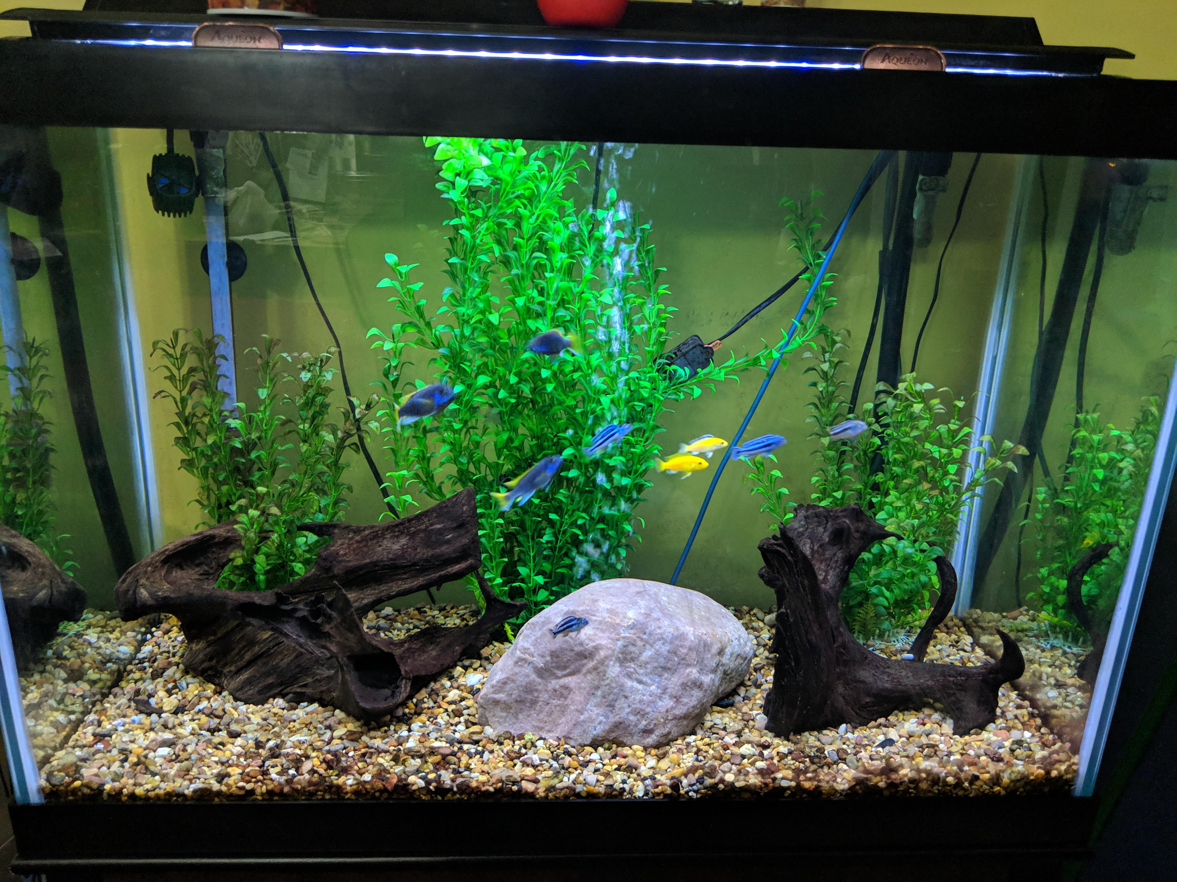 65gl tall Cichlid tank. I need a better light and would like to add