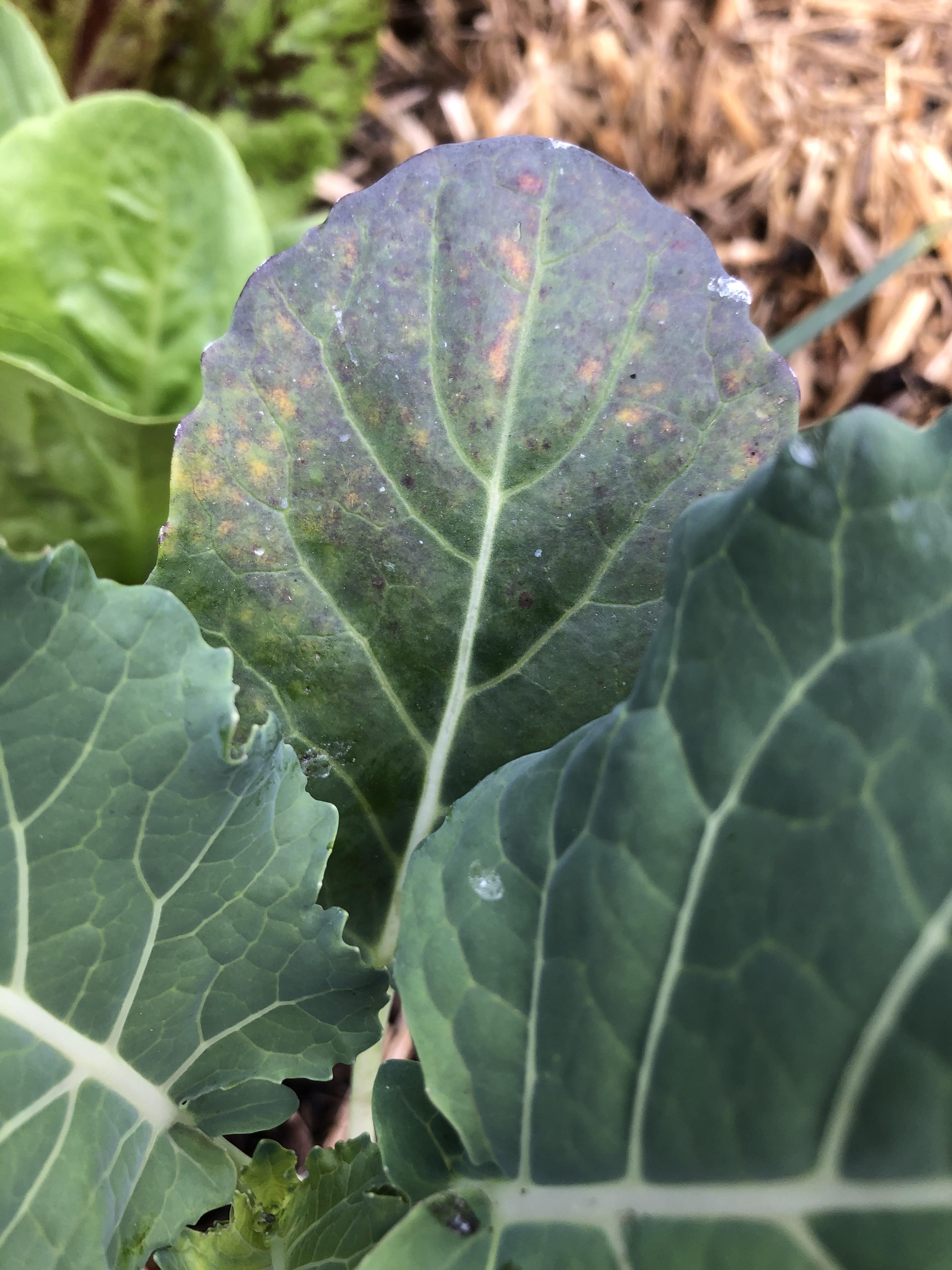 Broccoli leaves turning strange colors. All the other nearby broccoli